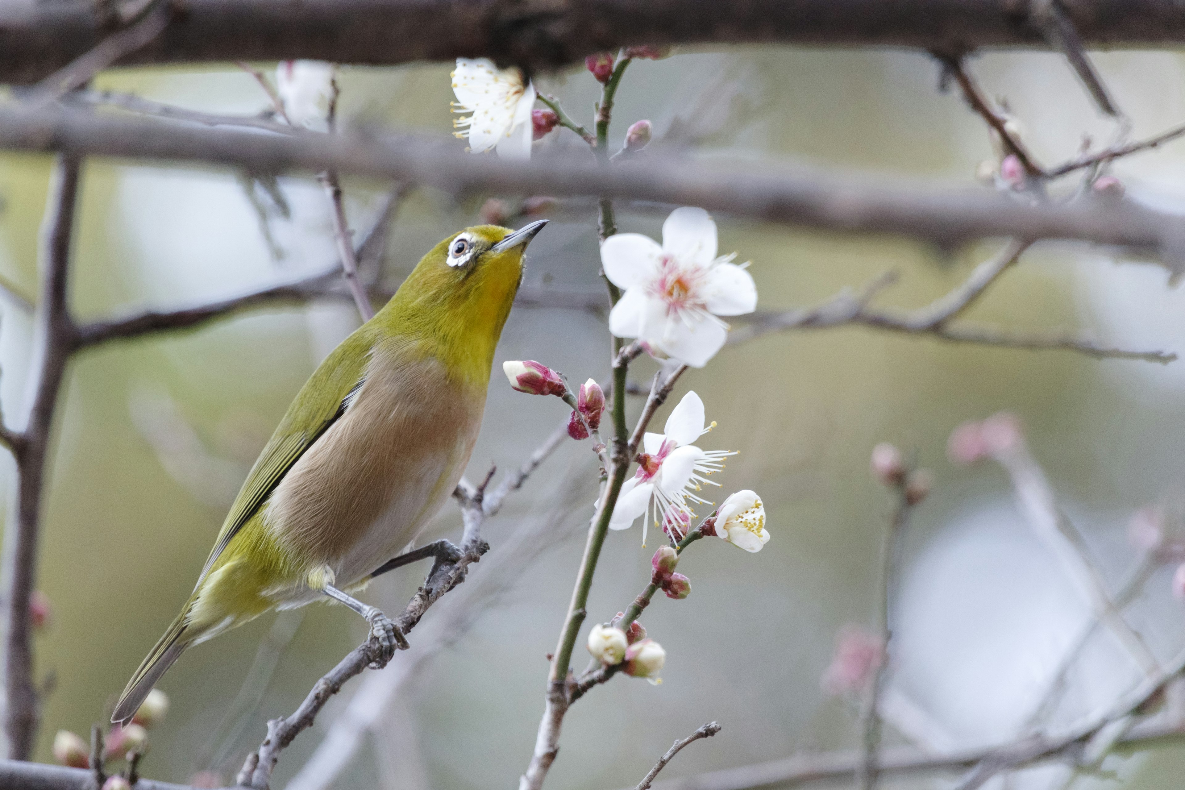 Un piccolo uccello verde che guarda in alto vicino ai fiori di ciliegio