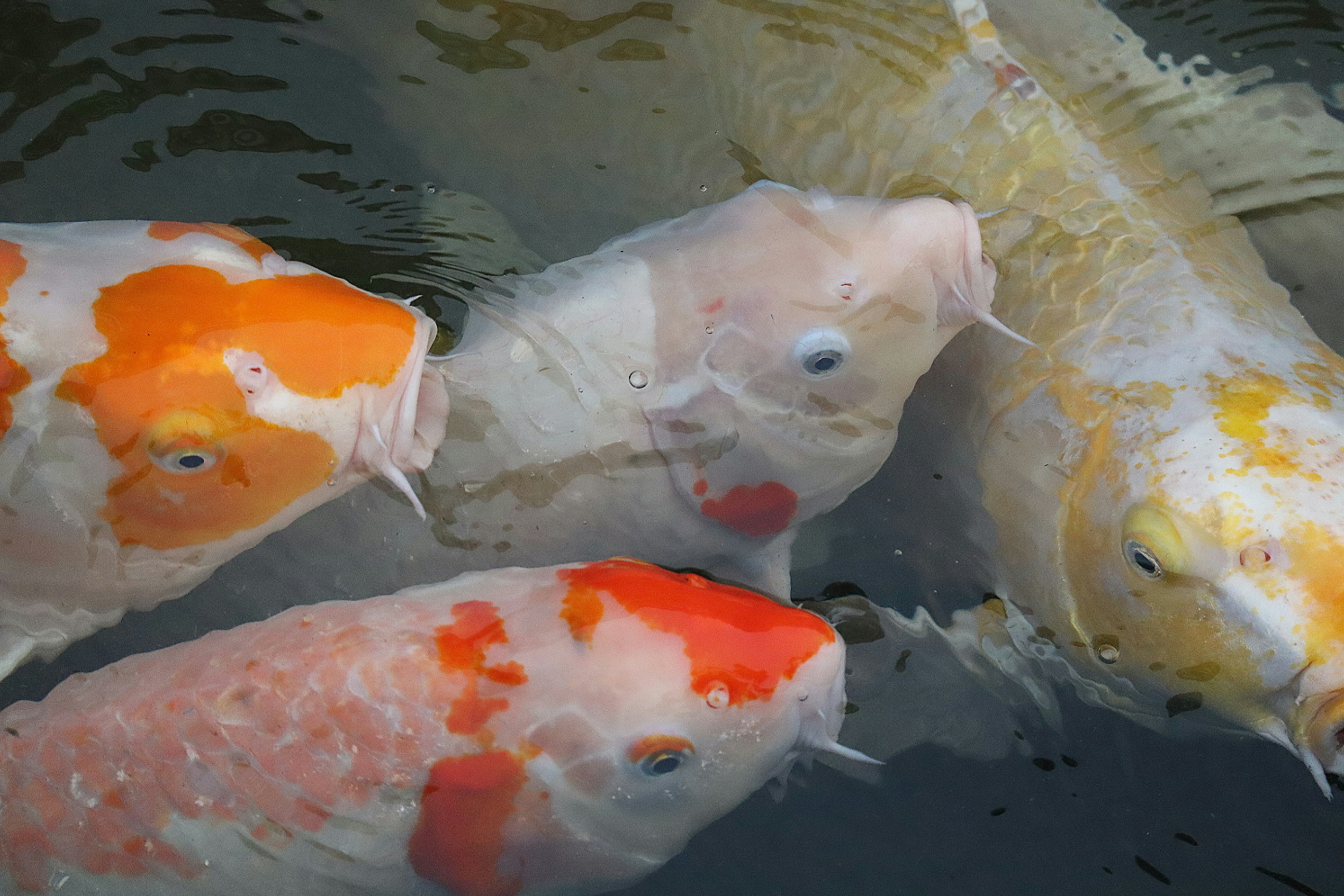 Nahaufnahme von bunten Koi-Fischen, die im Wasser schwimmen