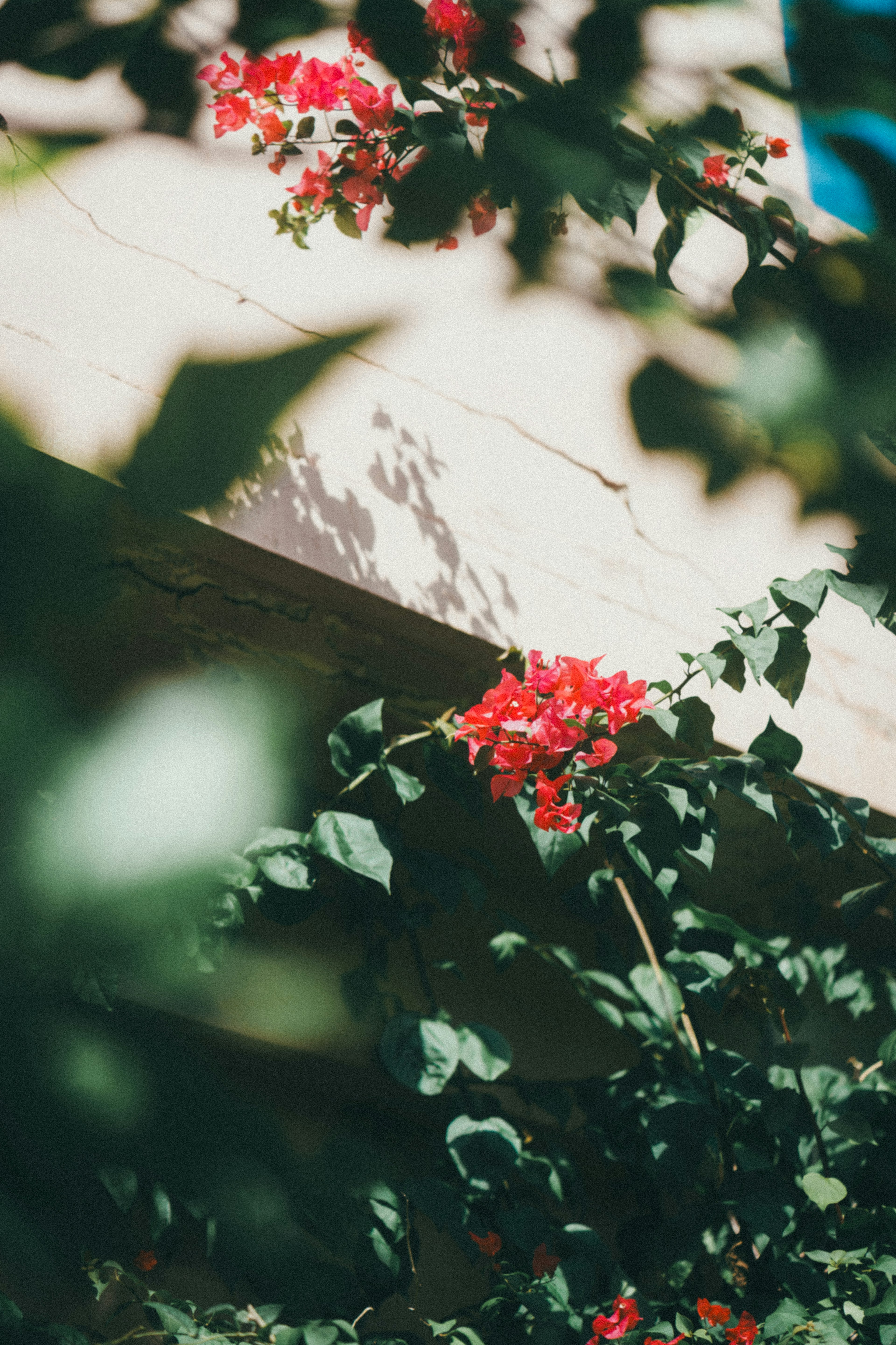 Fleurs rouges entourées de feuilles vertes dans un cadre naturel