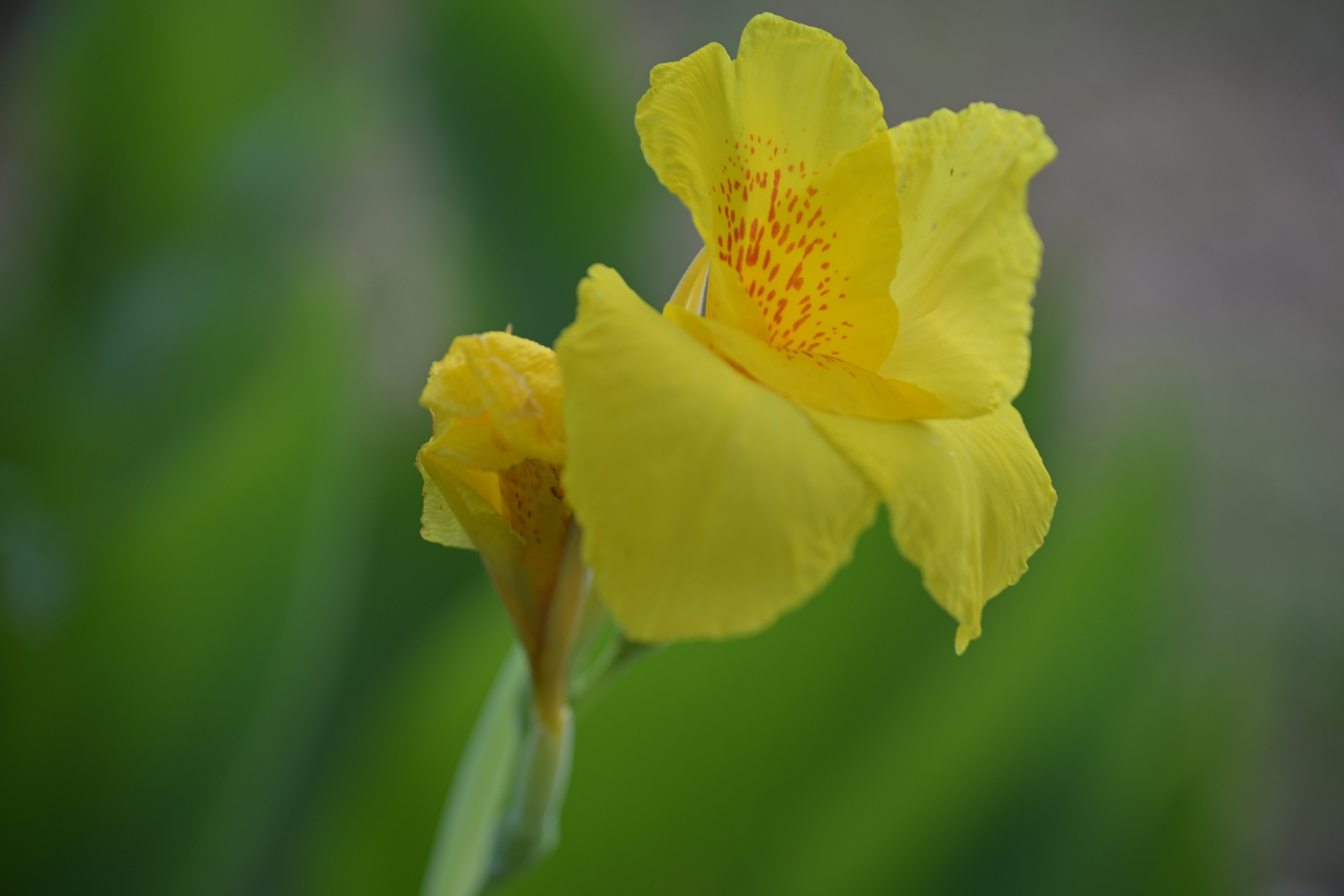 黄色い花と緑の葉が特徴的な植物のクローズアップ