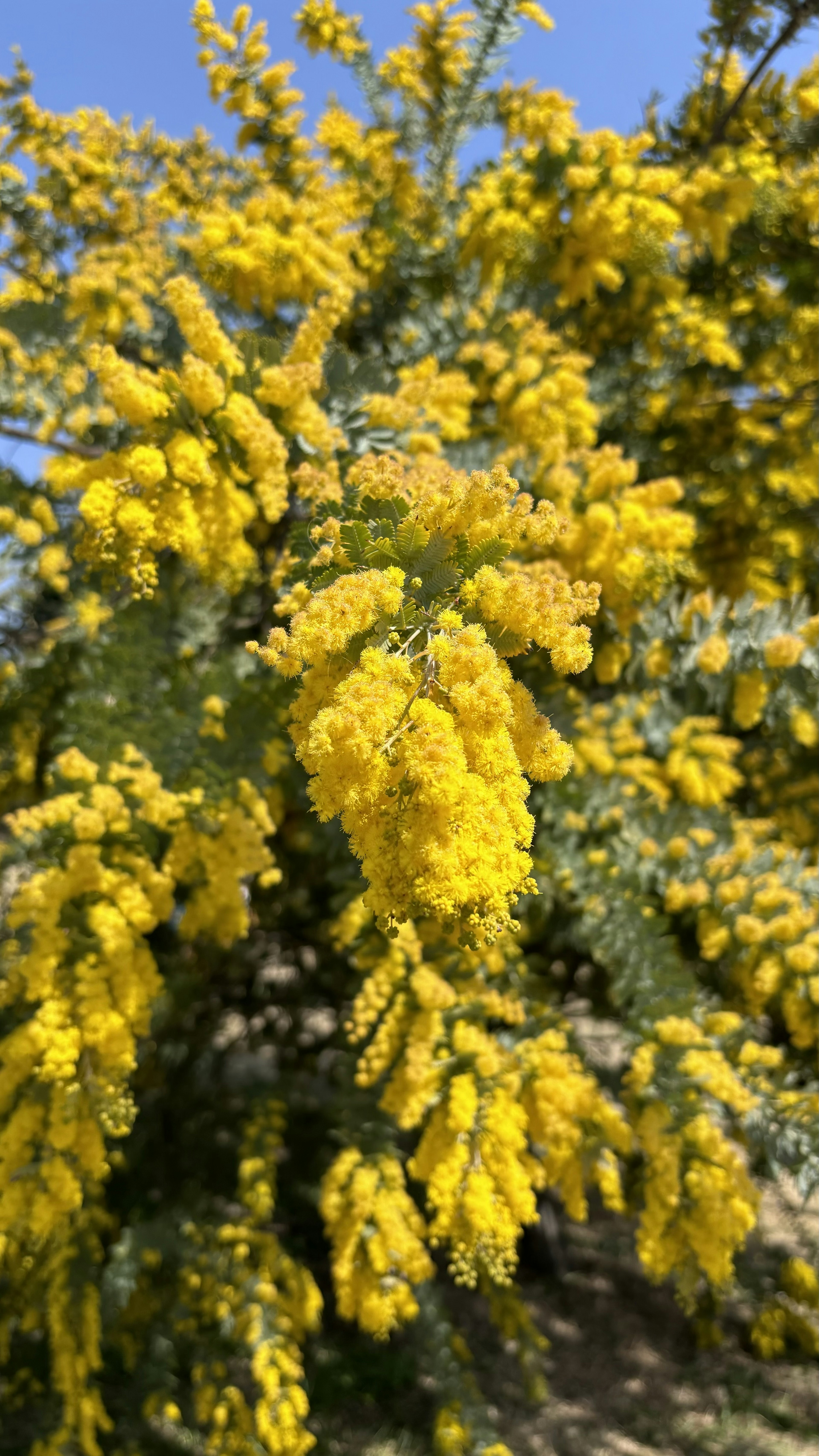 Arbre de mimosa en pleine floraison avec des fleurs jaunes vives