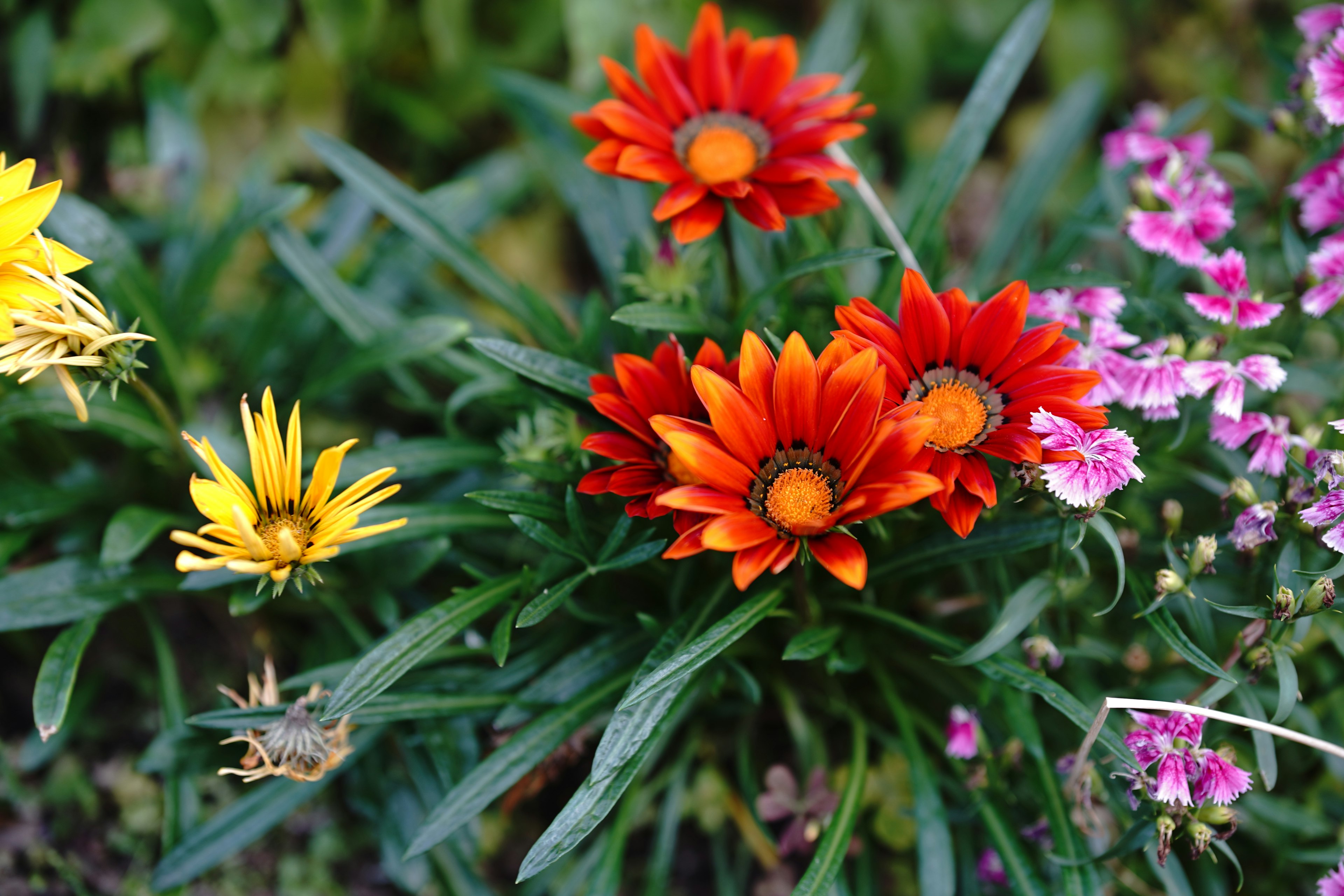 Vibrant orange and red flowers blooming in a garden setting