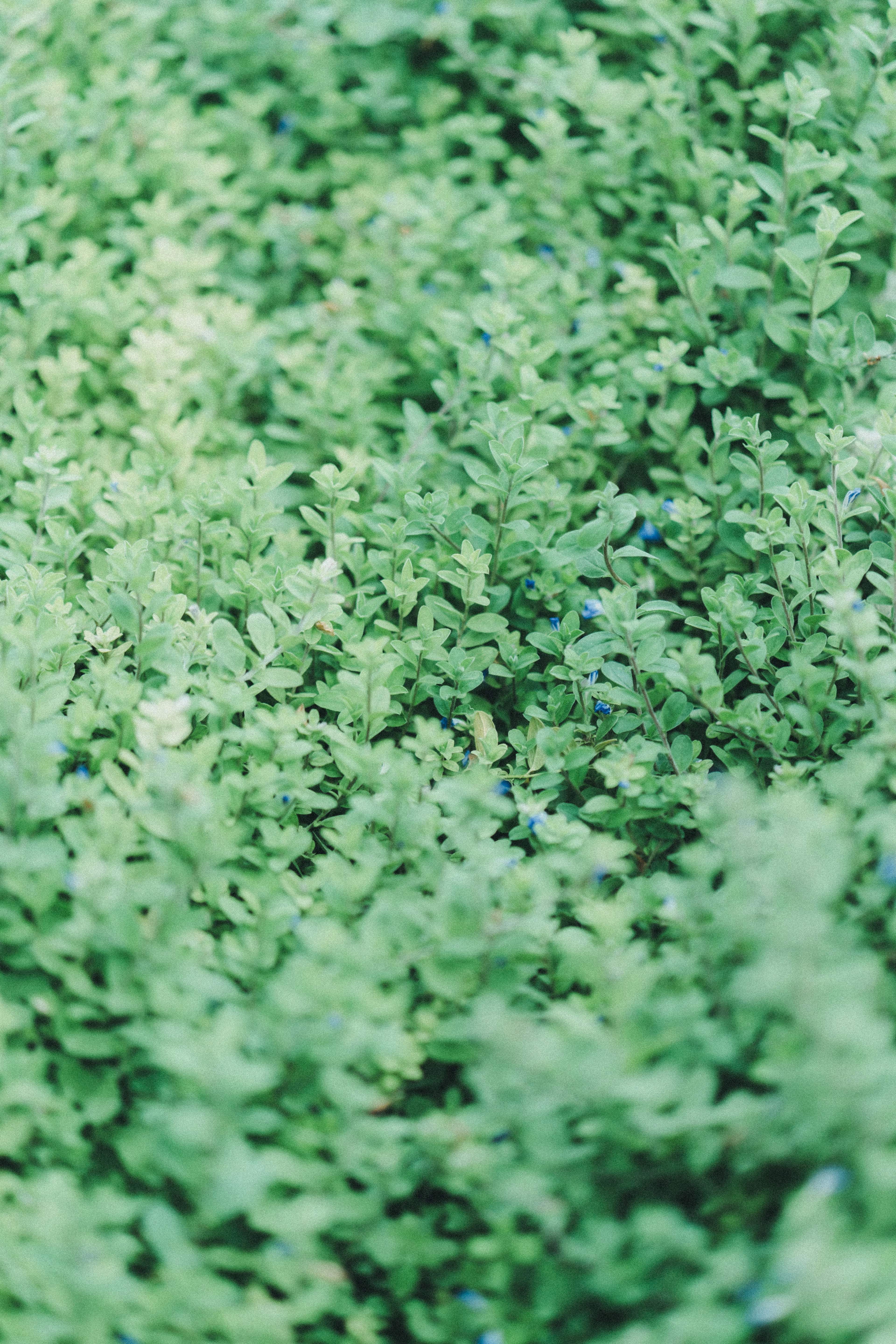 Feuillage vert dense formant un fond naturel