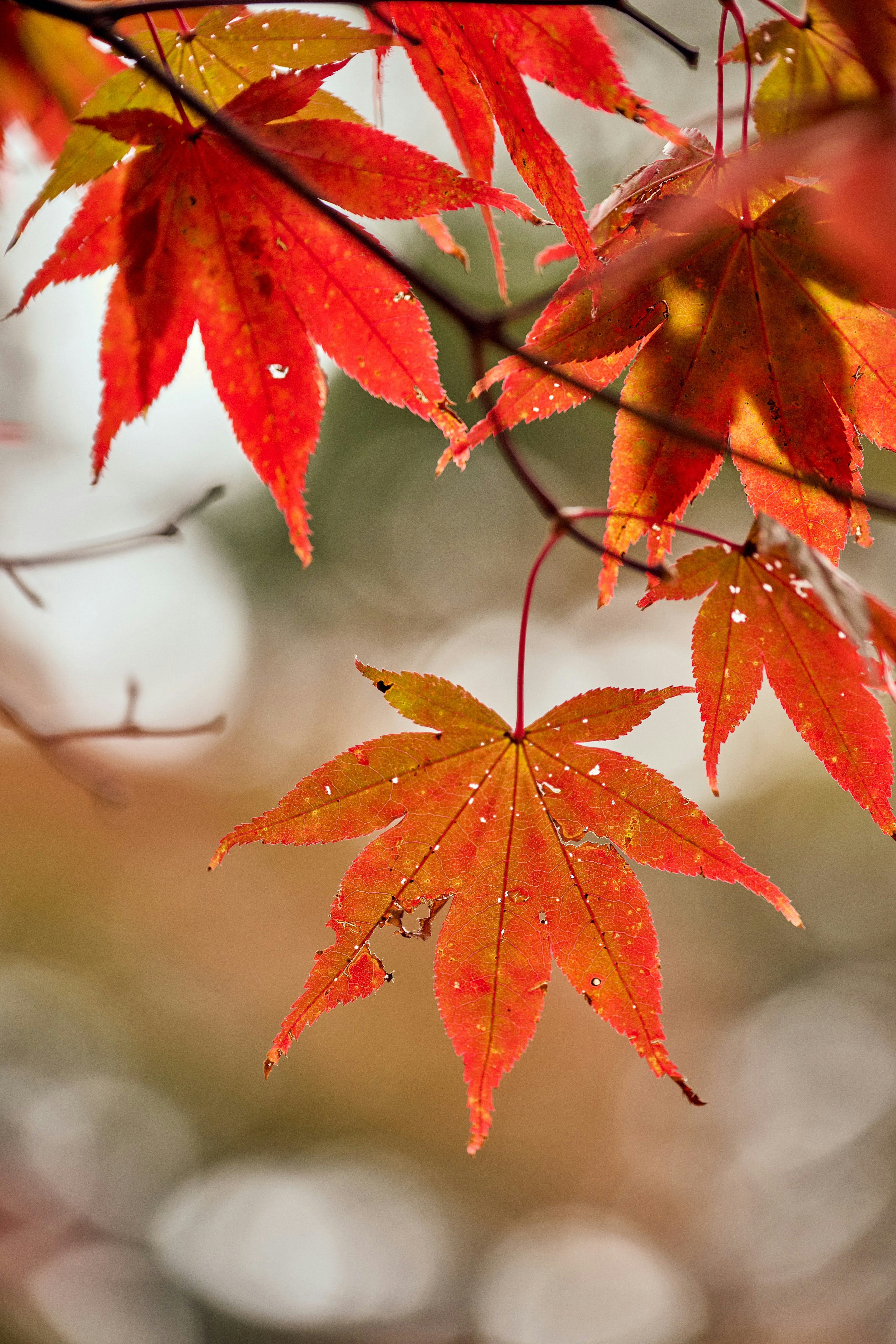 Feuilles d'érable rouges et orange vives avec des gouttes sur un fond d'automne