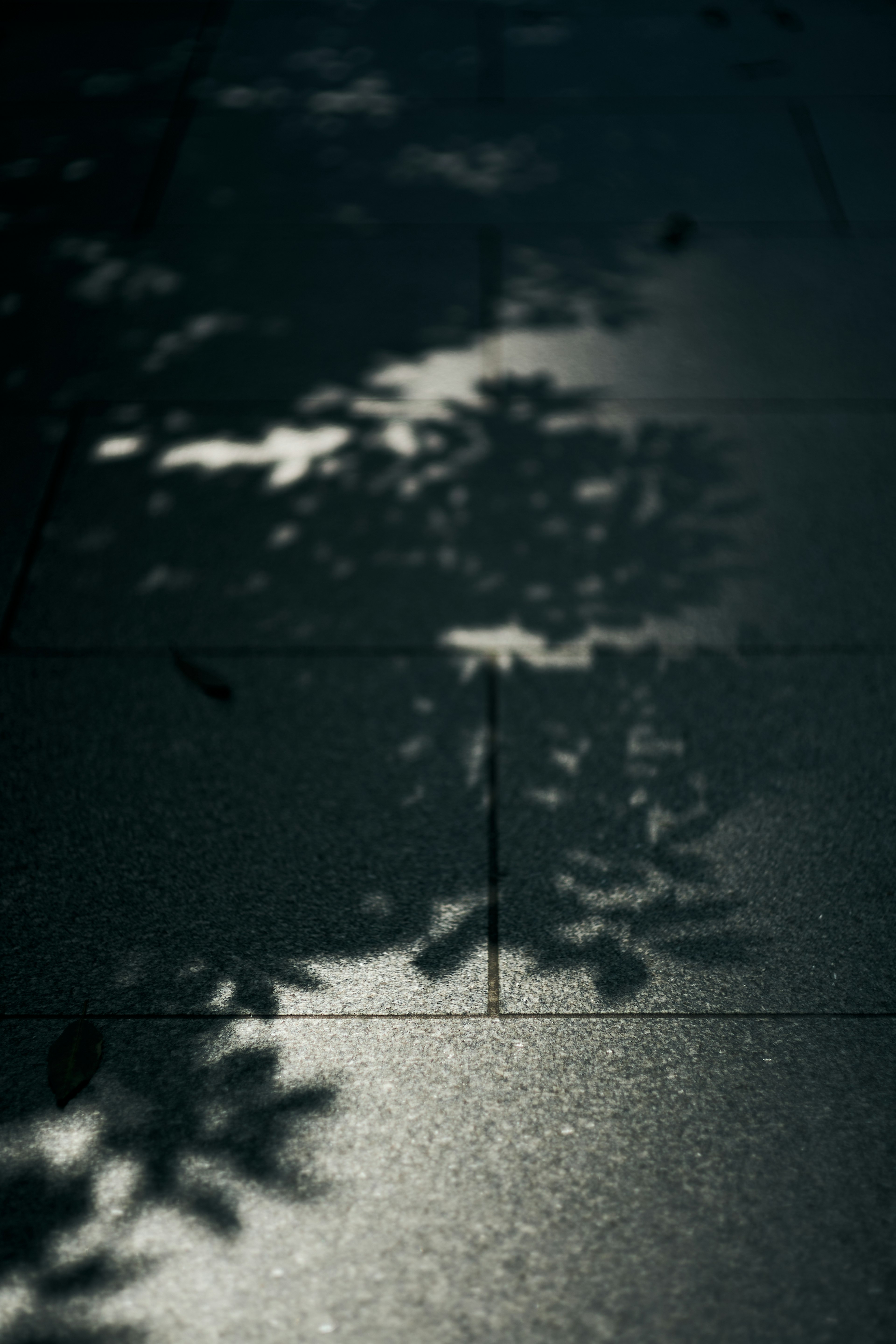 Shadows of leaves cast on a dark pavement