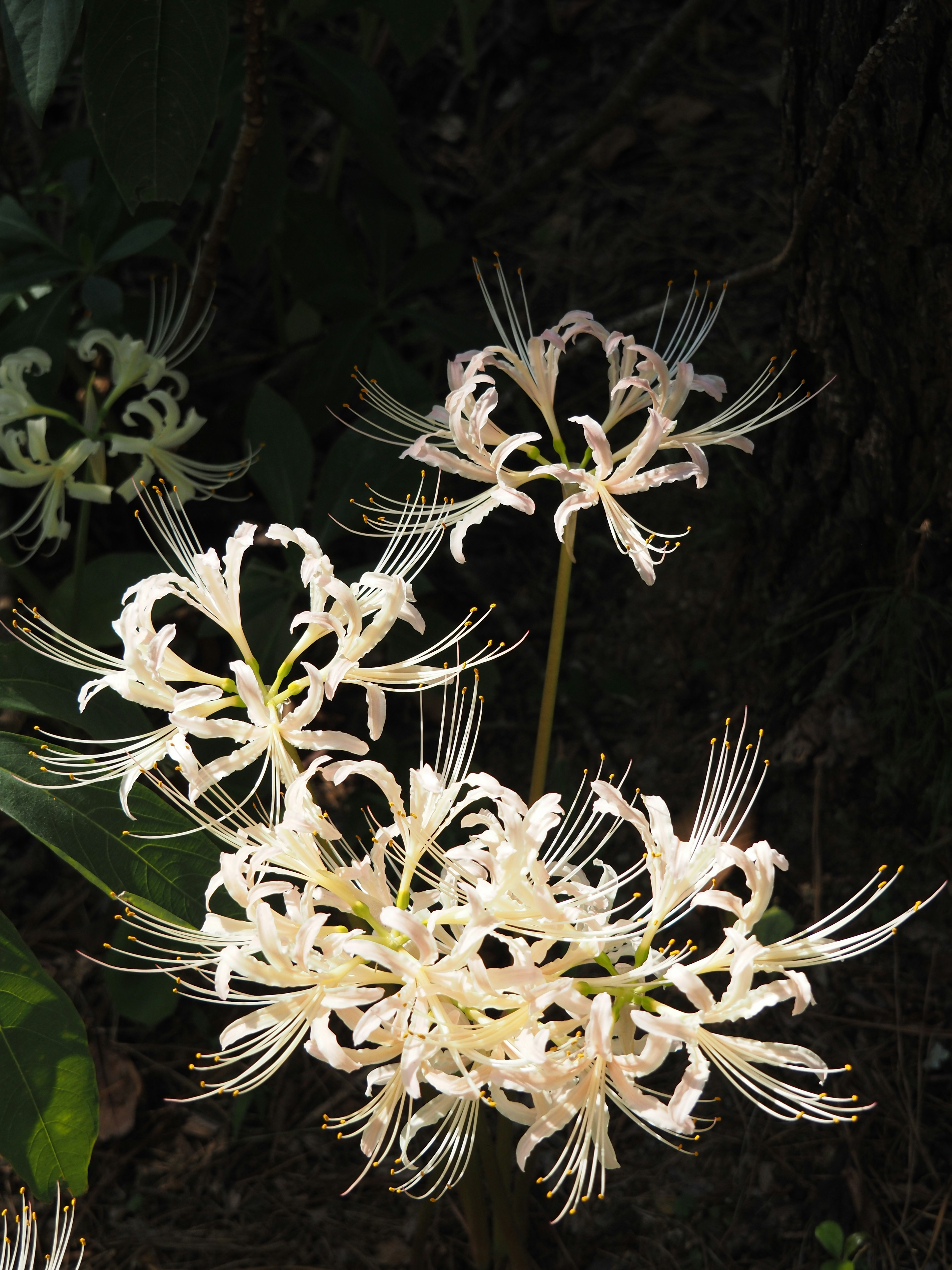 Fiori bianchi unici della pianta Lycoris