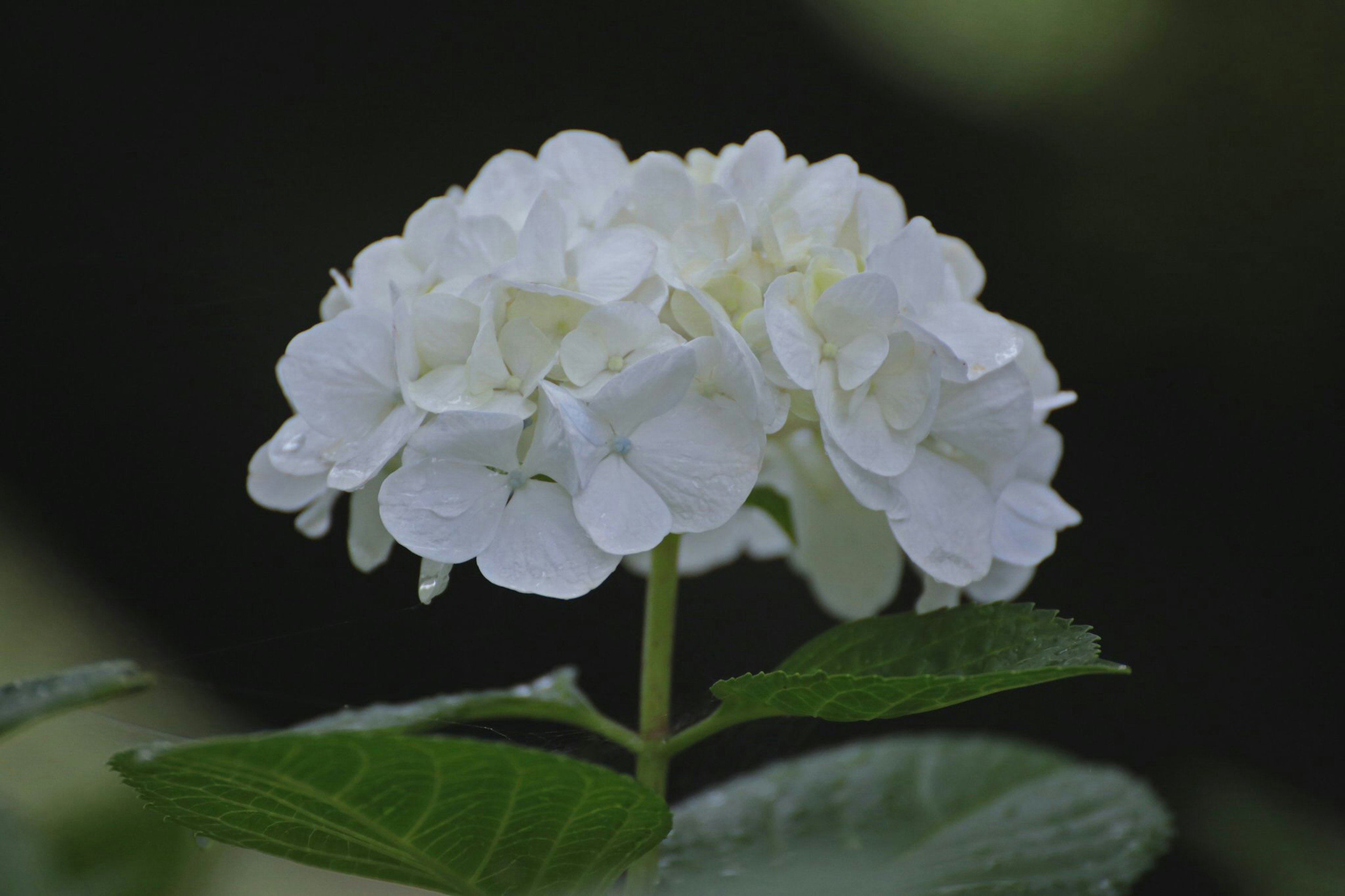 A white hydrangea flower blooming among green leaves