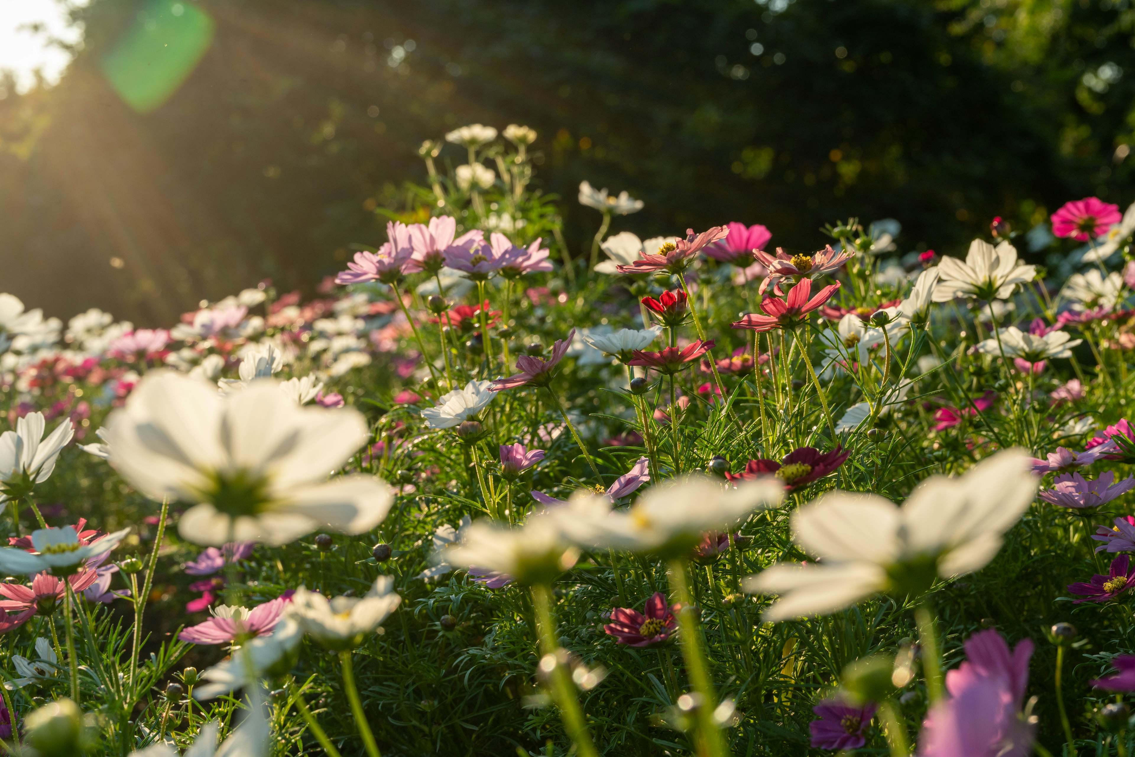 Bunte Blumen auf einer Wiese, beleuchtet von Sonnenlicht