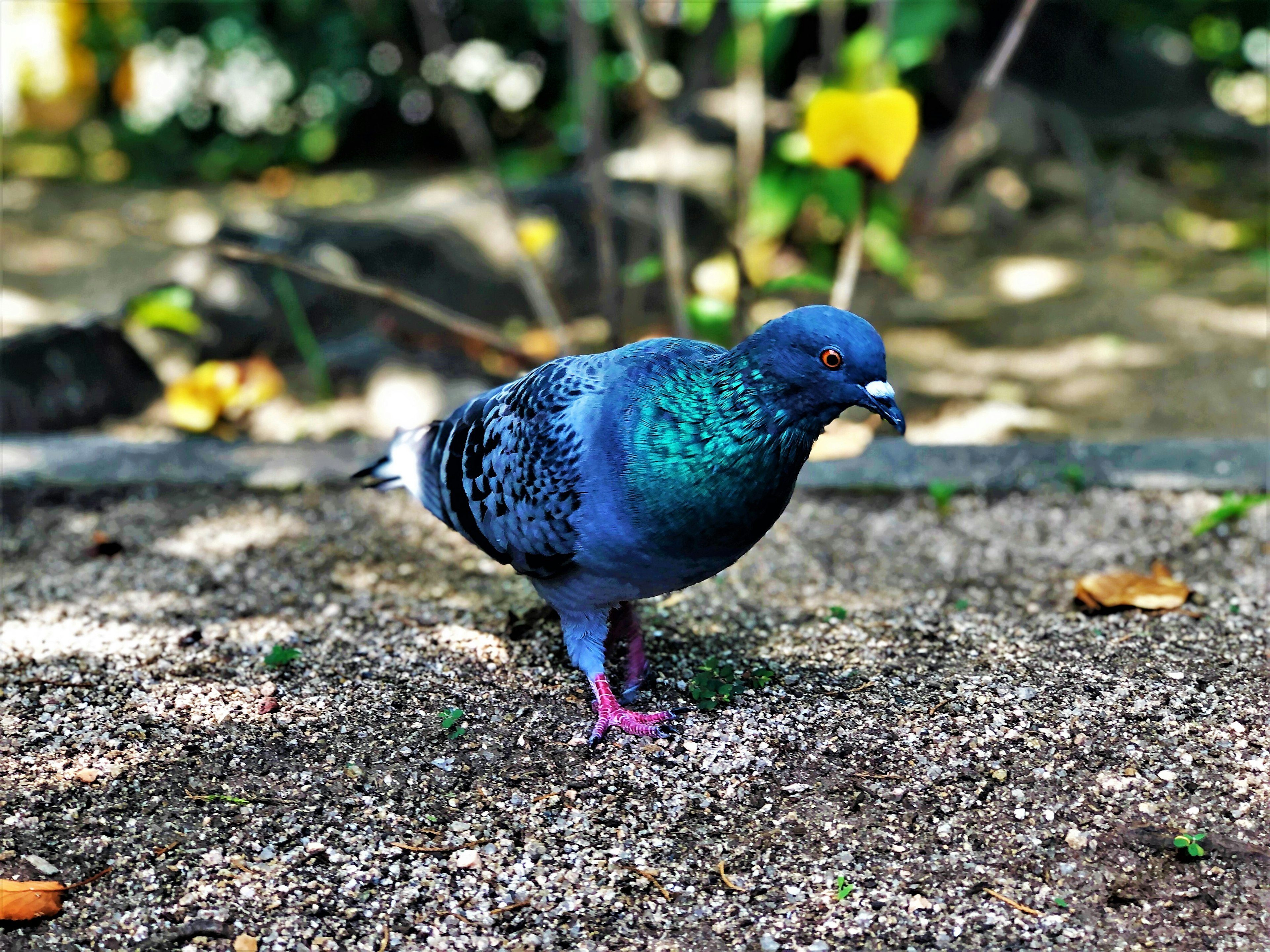 A pigeon with blue feathers walking on sandy ground with green leaves in the background