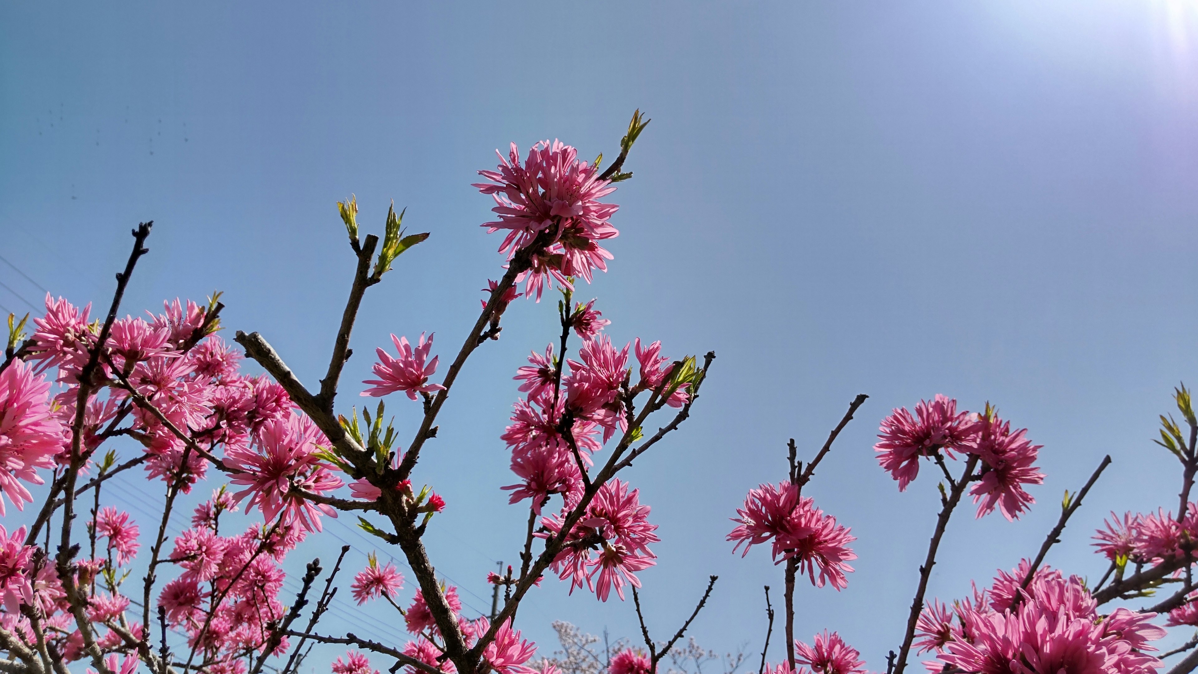 Branches of a tree with pink flowers against a clear blue sky