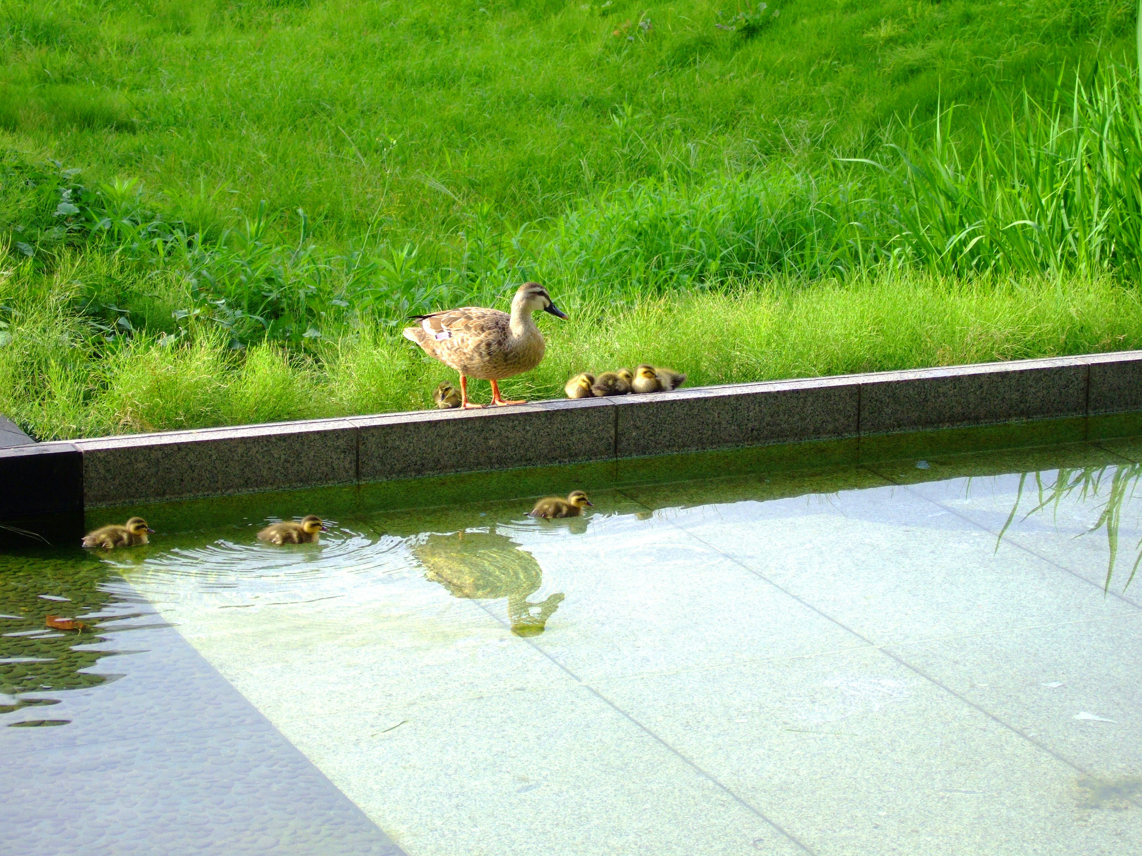 A mother duck and her ducklings by a pond