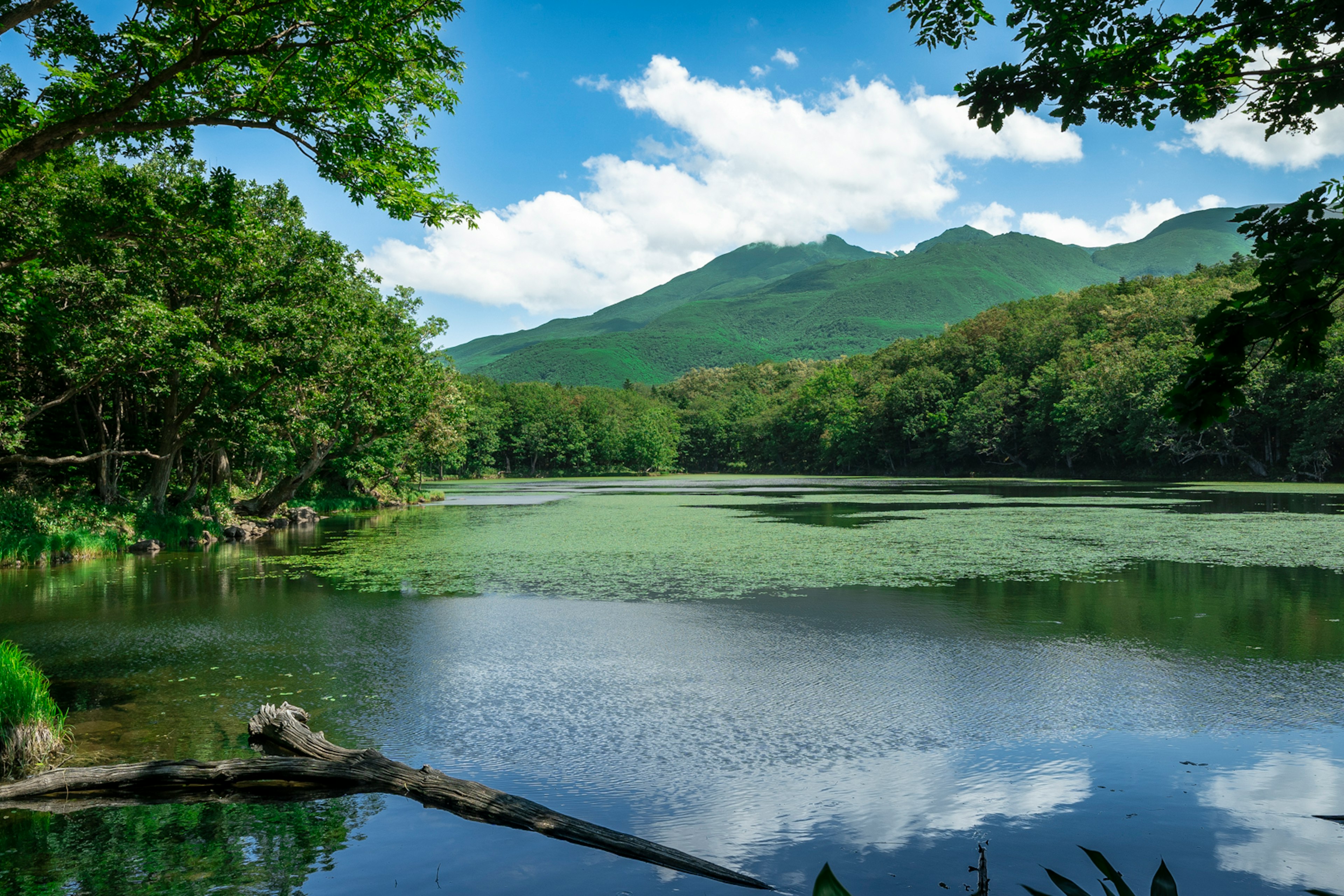 緑豊かな木々に囲まれた静かな湖と山々の風景