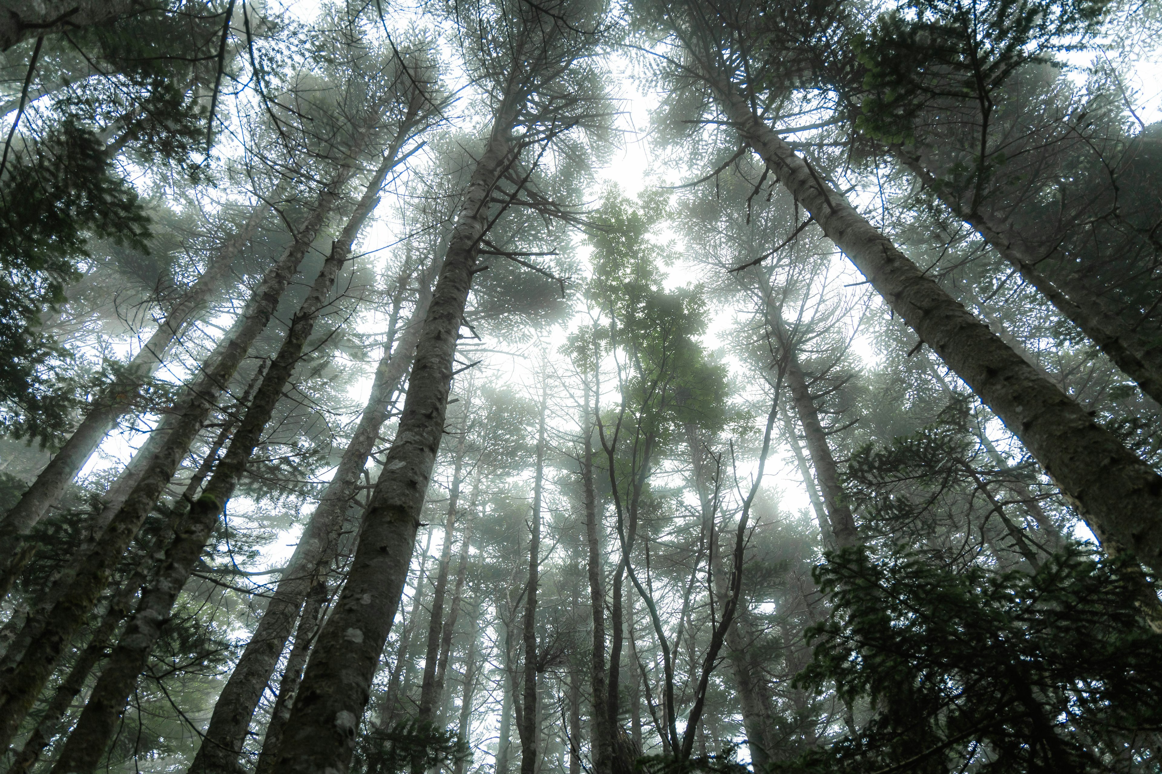 Foto, die nach oben durch einen nebligen Wald mit hohen Bäumen und sanftem Licht blickt