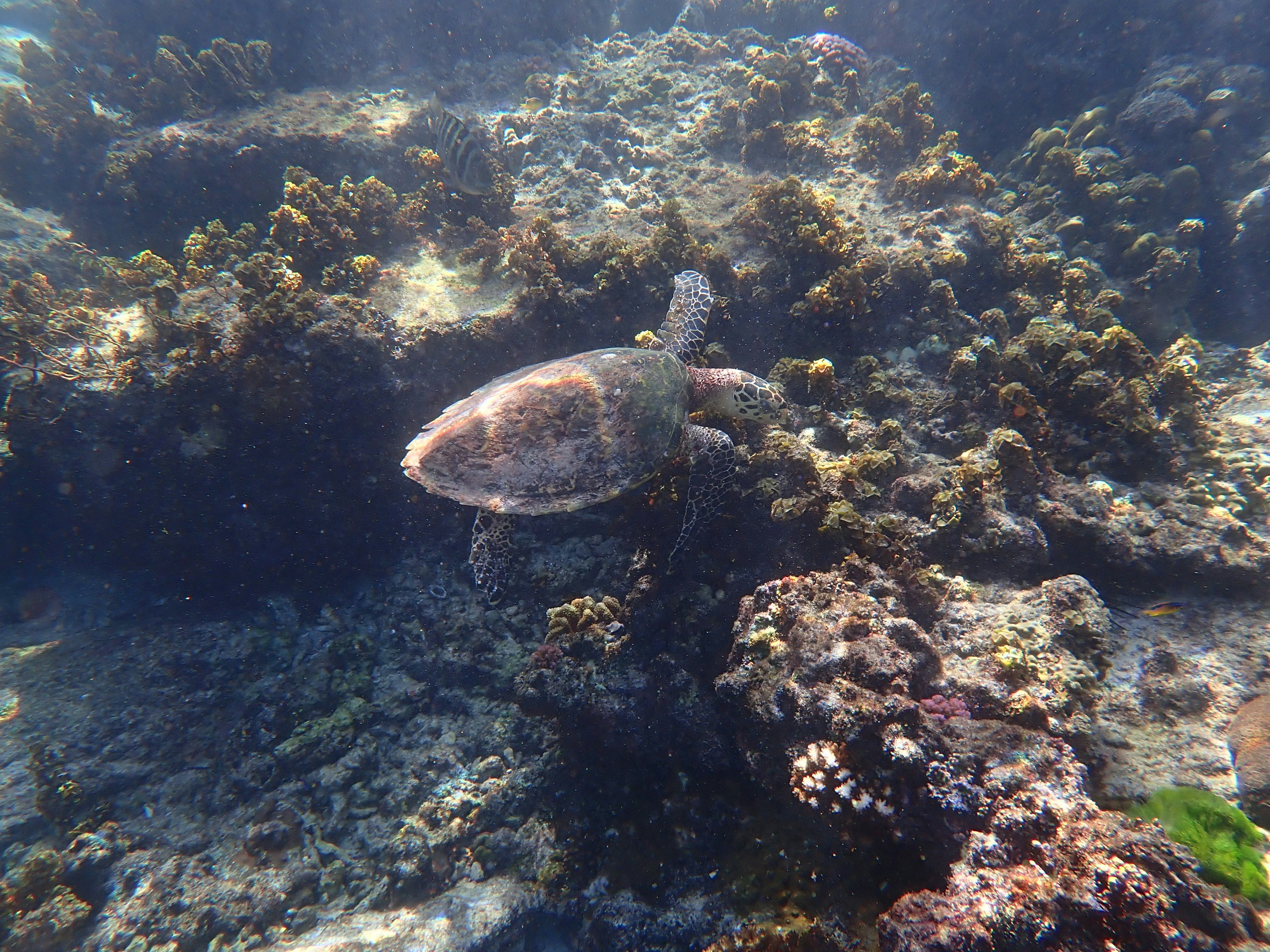 Tortuga marina nadando cerca de un arrecife de coral