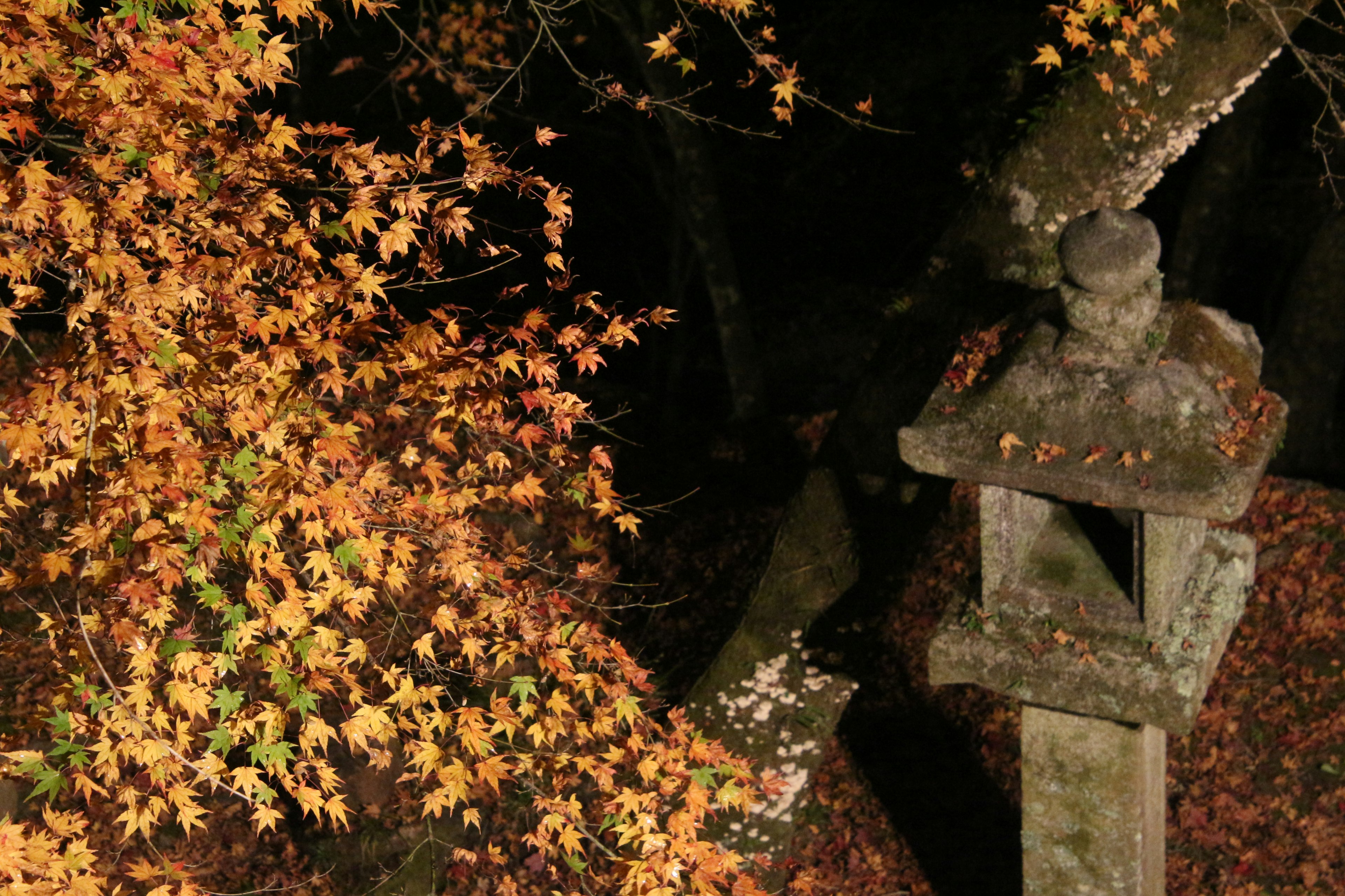 紅葉に囲まれた石灯籠の風景