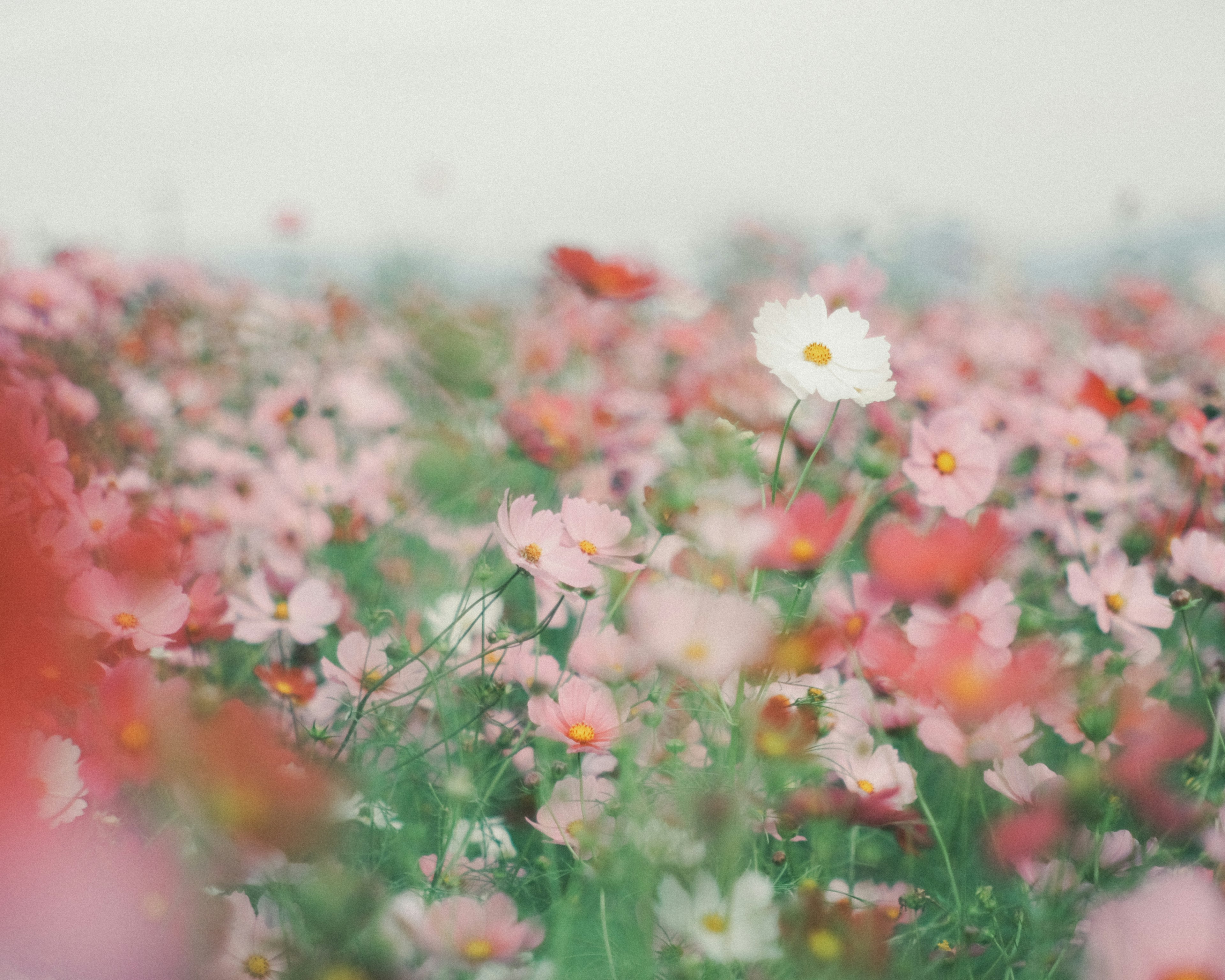 A vast flower field filled with colorful blooms featuring a prominent white flower