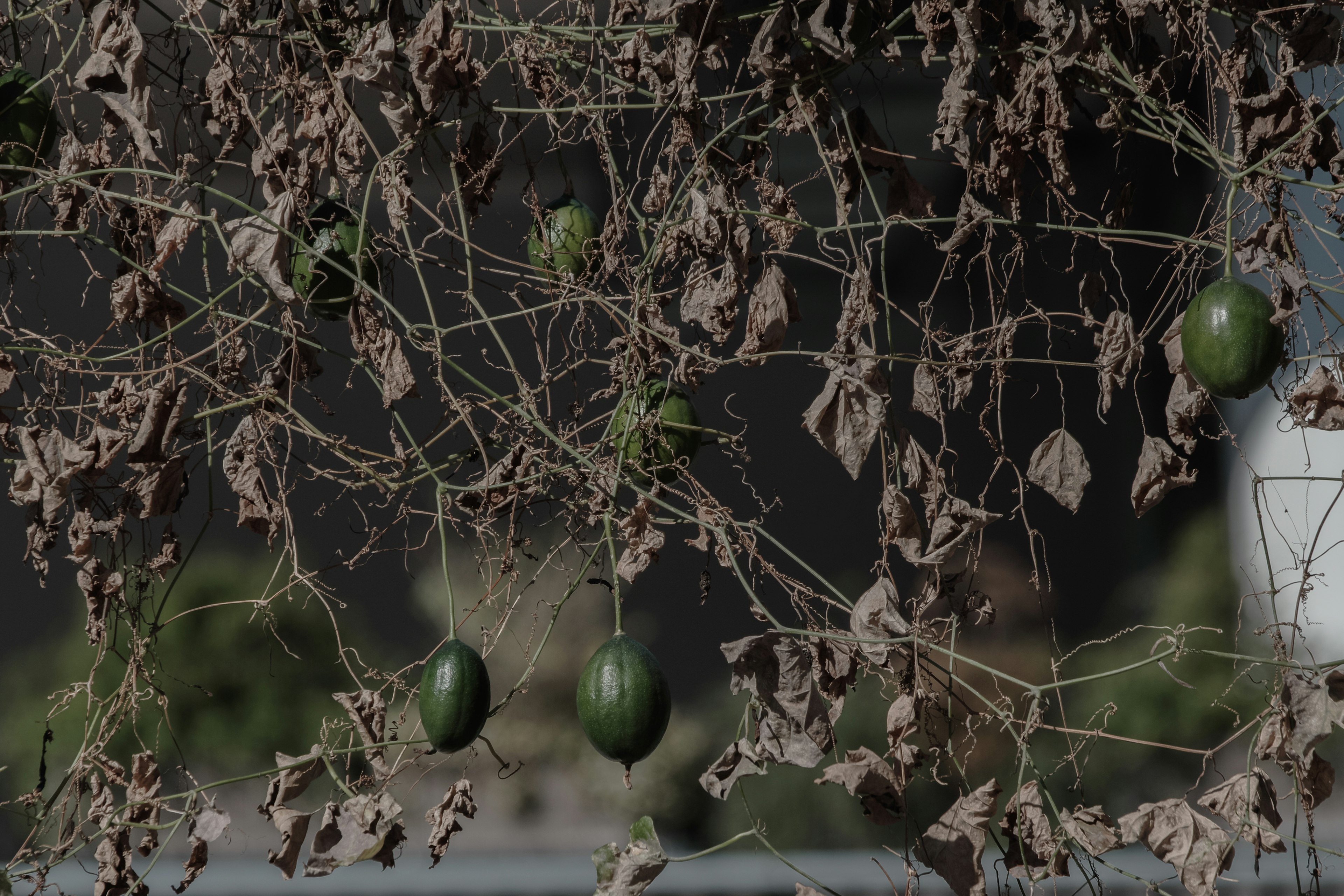 Arbre à avocat avec des avocats verts suspendus parmi des feuilles sèches