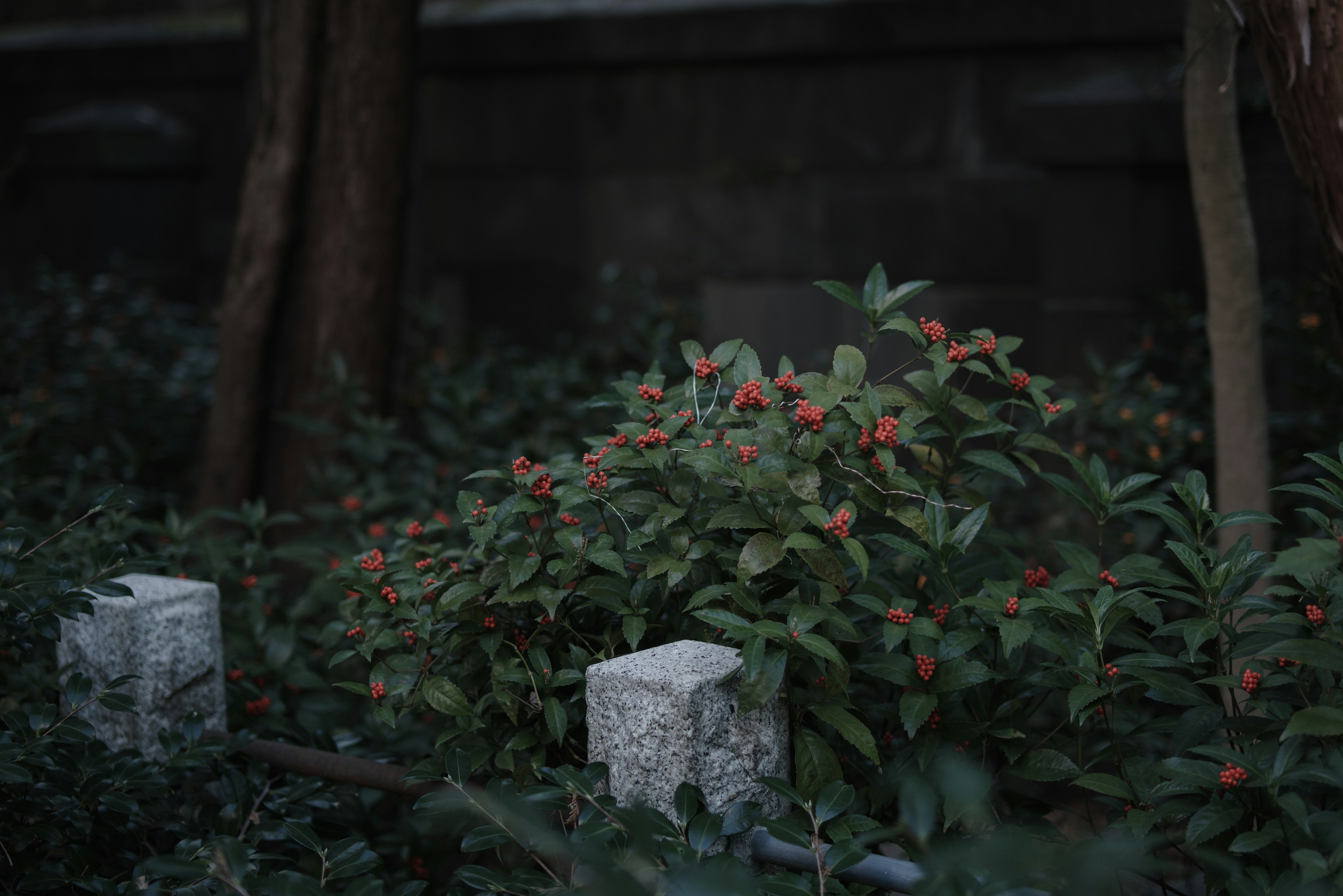 茂った緑の中に赤い果実をつけた植物と白い石の柱が見える風景