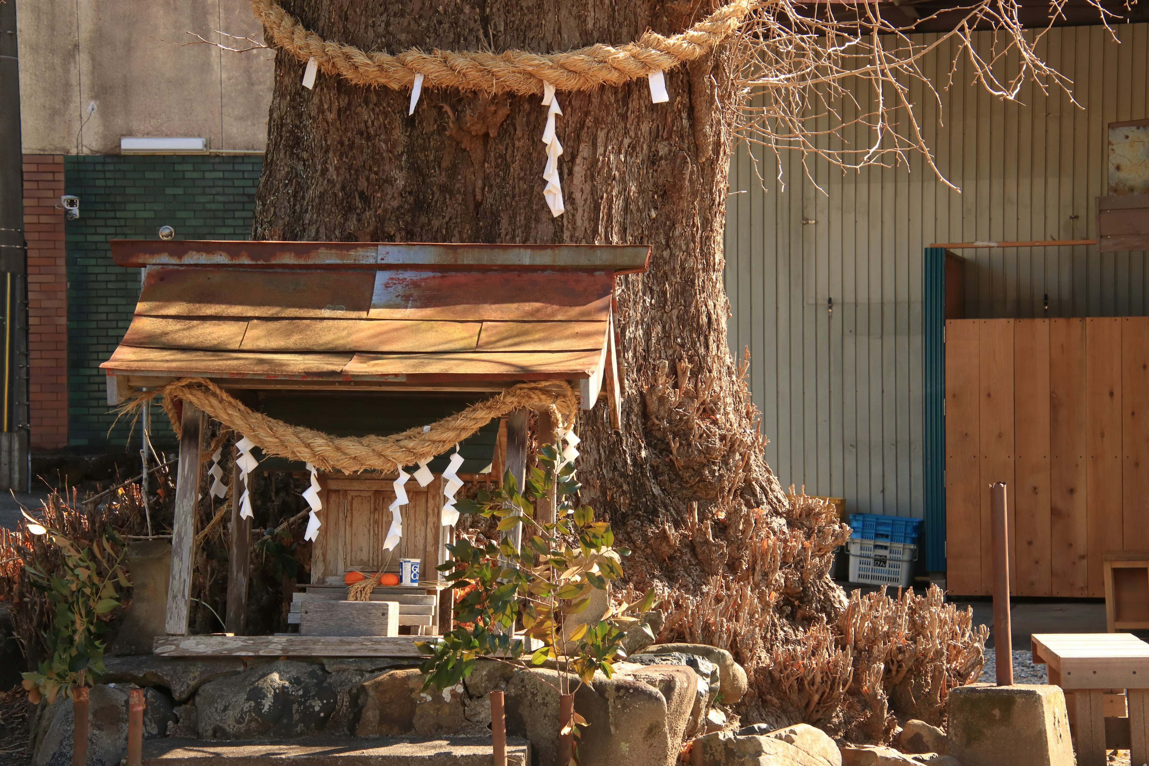 A small shrine-like structure with a thatched roof under a large tree adorned with straw decorations