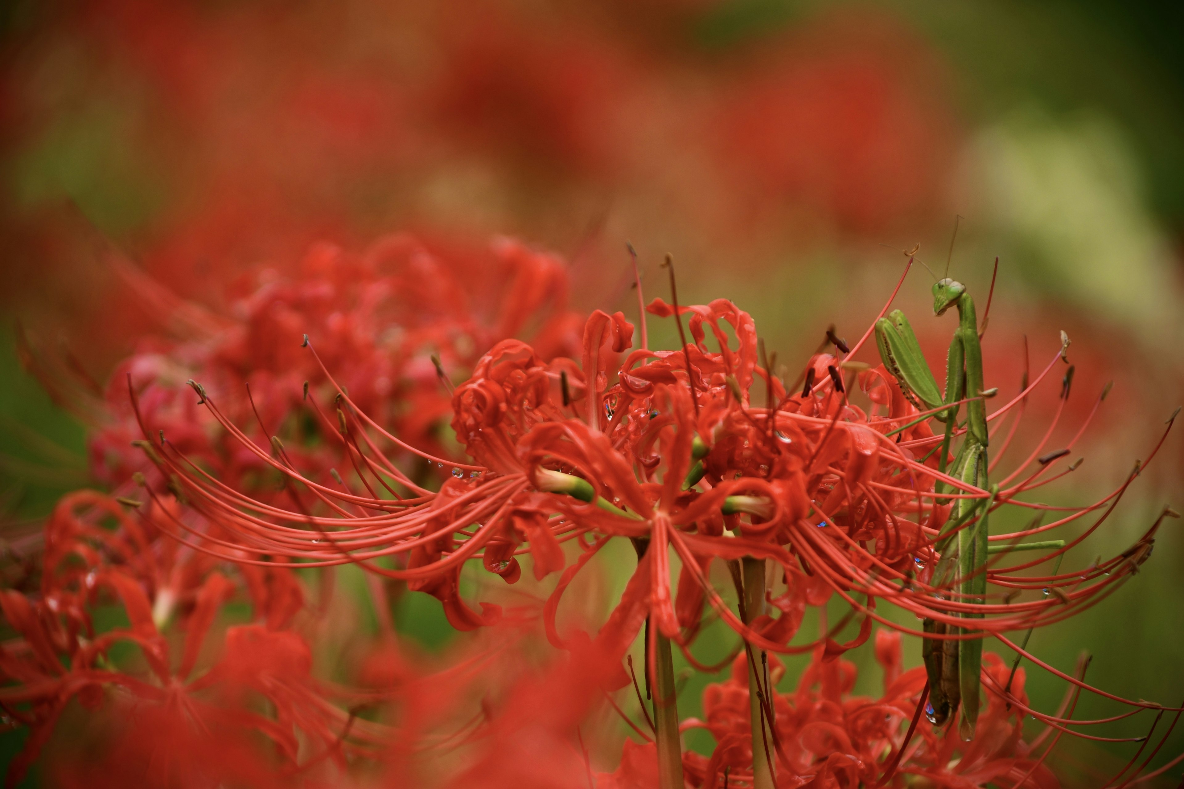 Schöne Szene mit lebhaften roten Spinnenlilien in Blüte