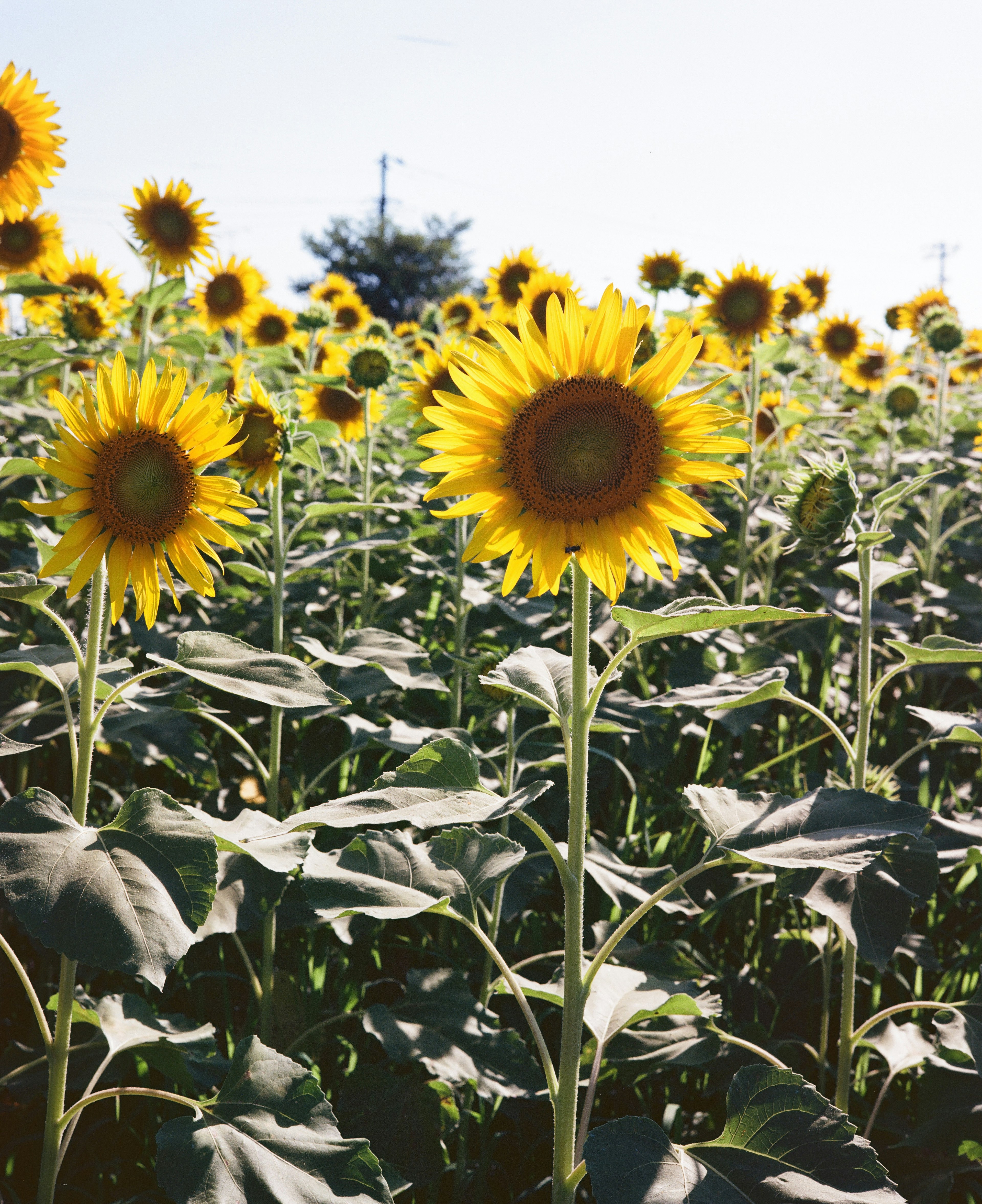 Fleurs de tournesols brillants dans un champ de tournesols