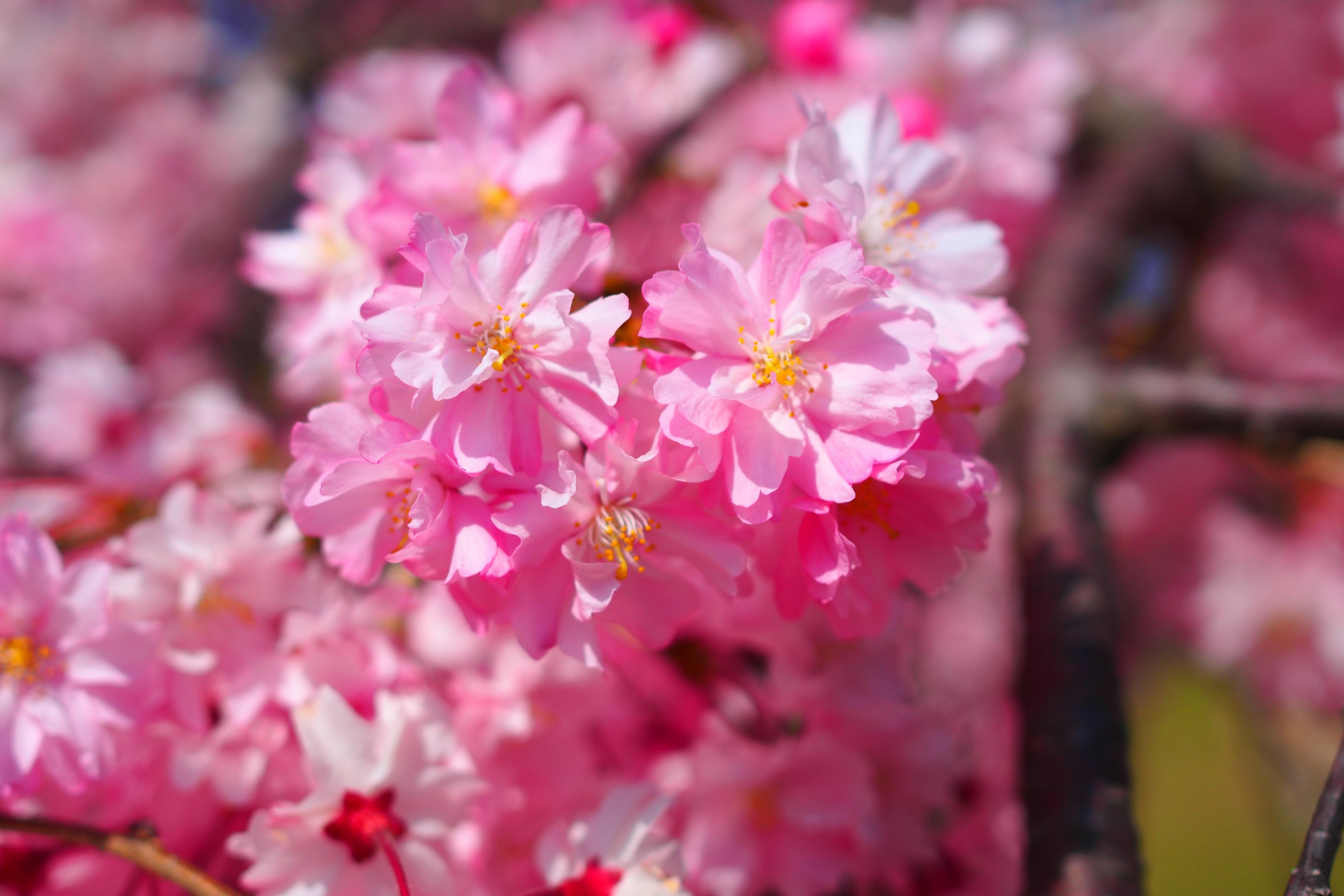 ピンクの桜の花が咲いている様子