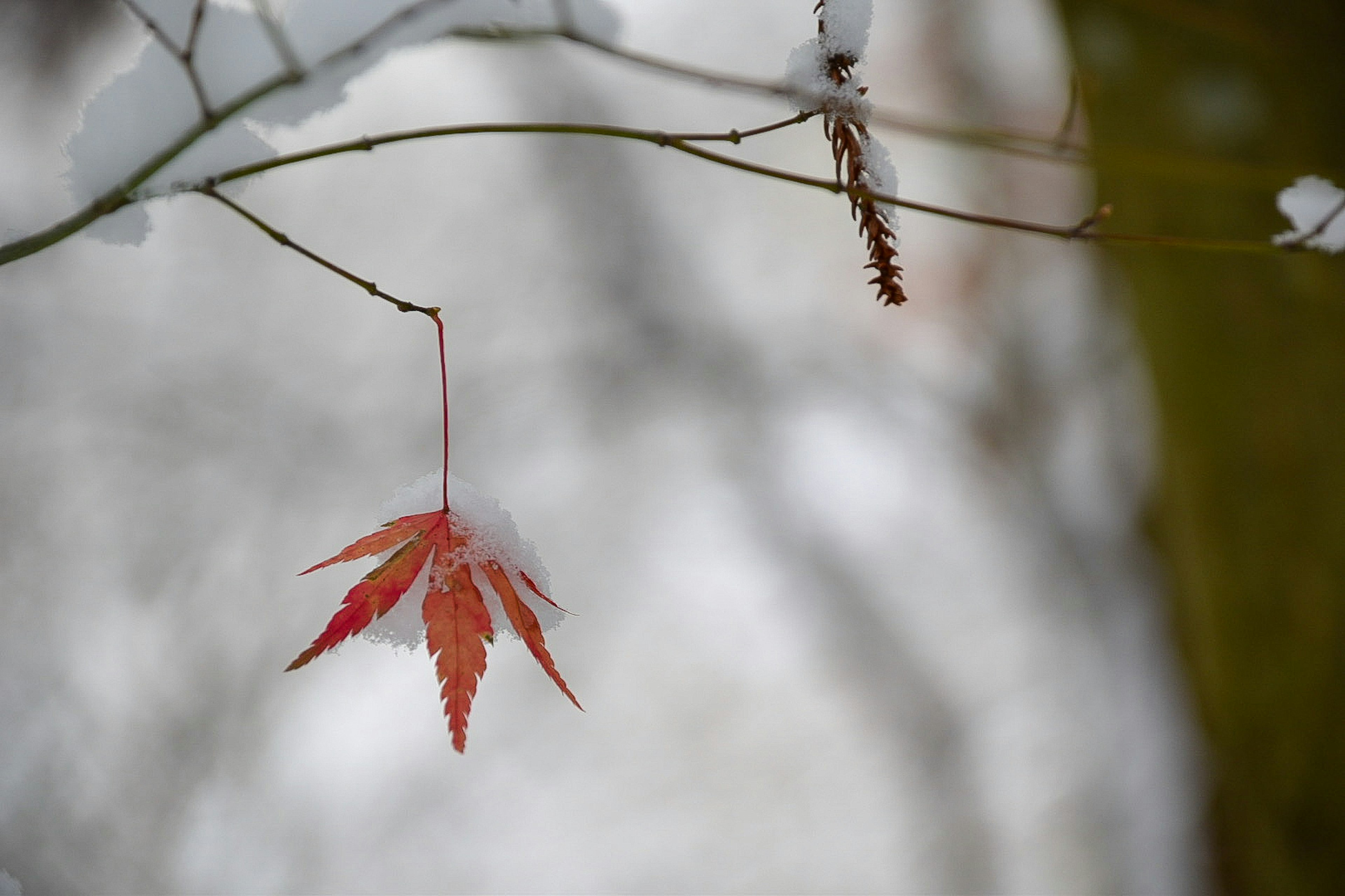 雪に覆われた背景に紅葉した葉がかかっている