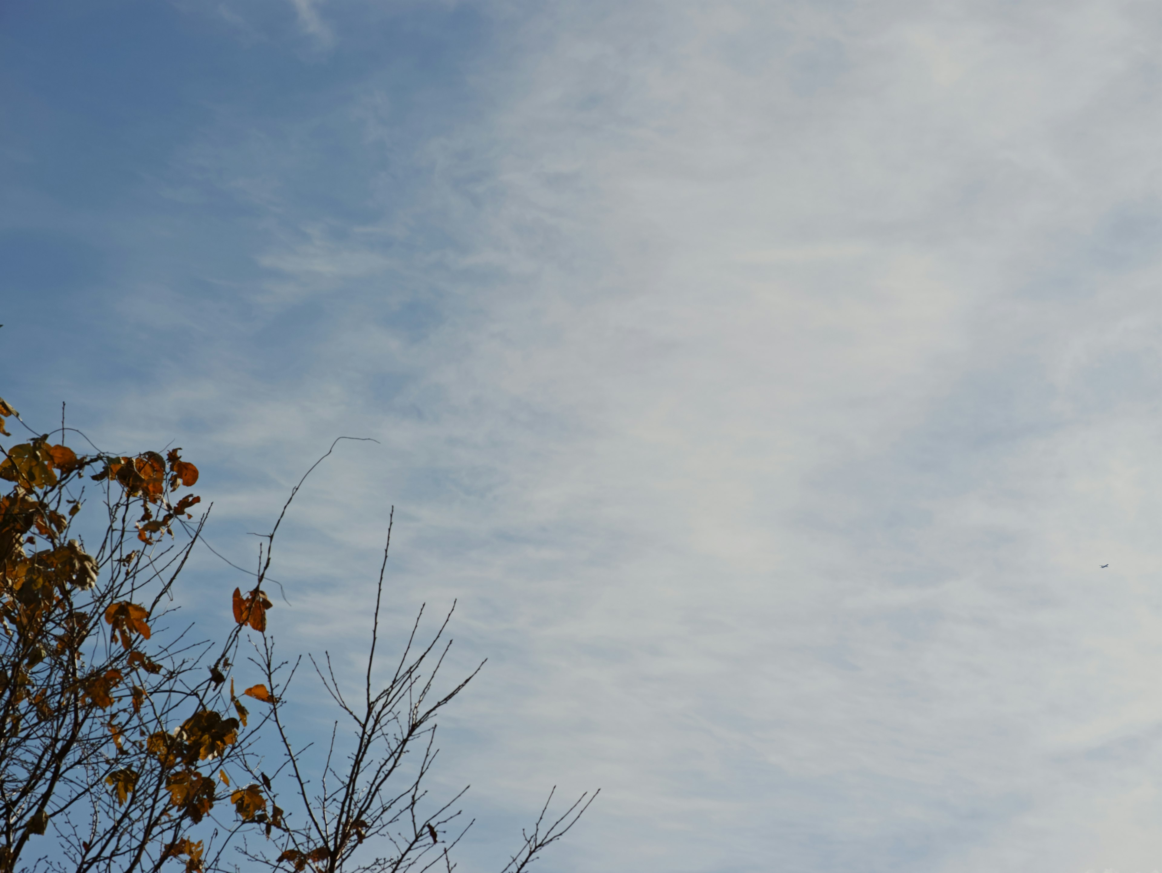 青空と雲が広がり、木の葉が秋の色に染まっている