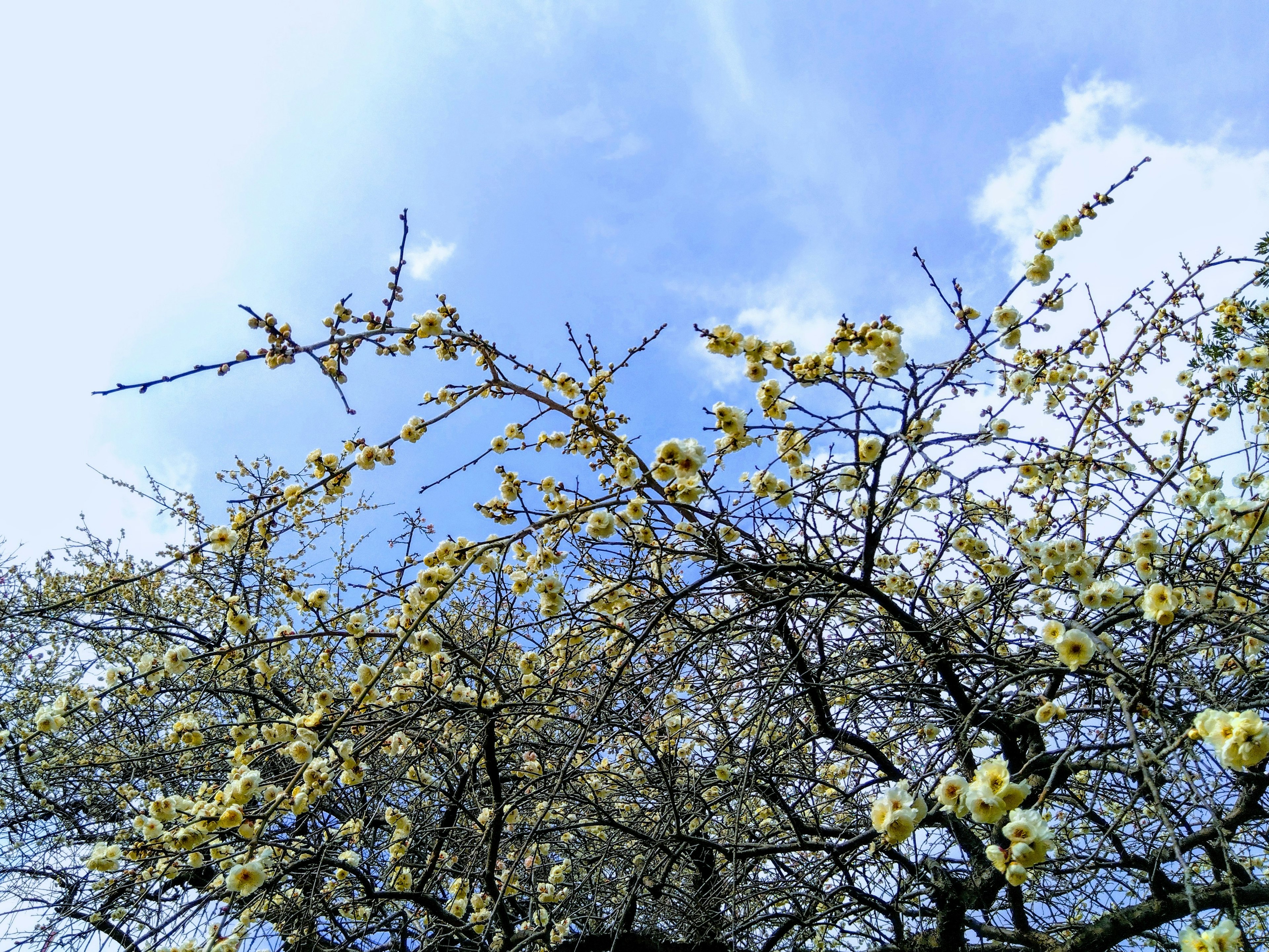 Branches avec des fleurs jaunes sous un ciel bleu