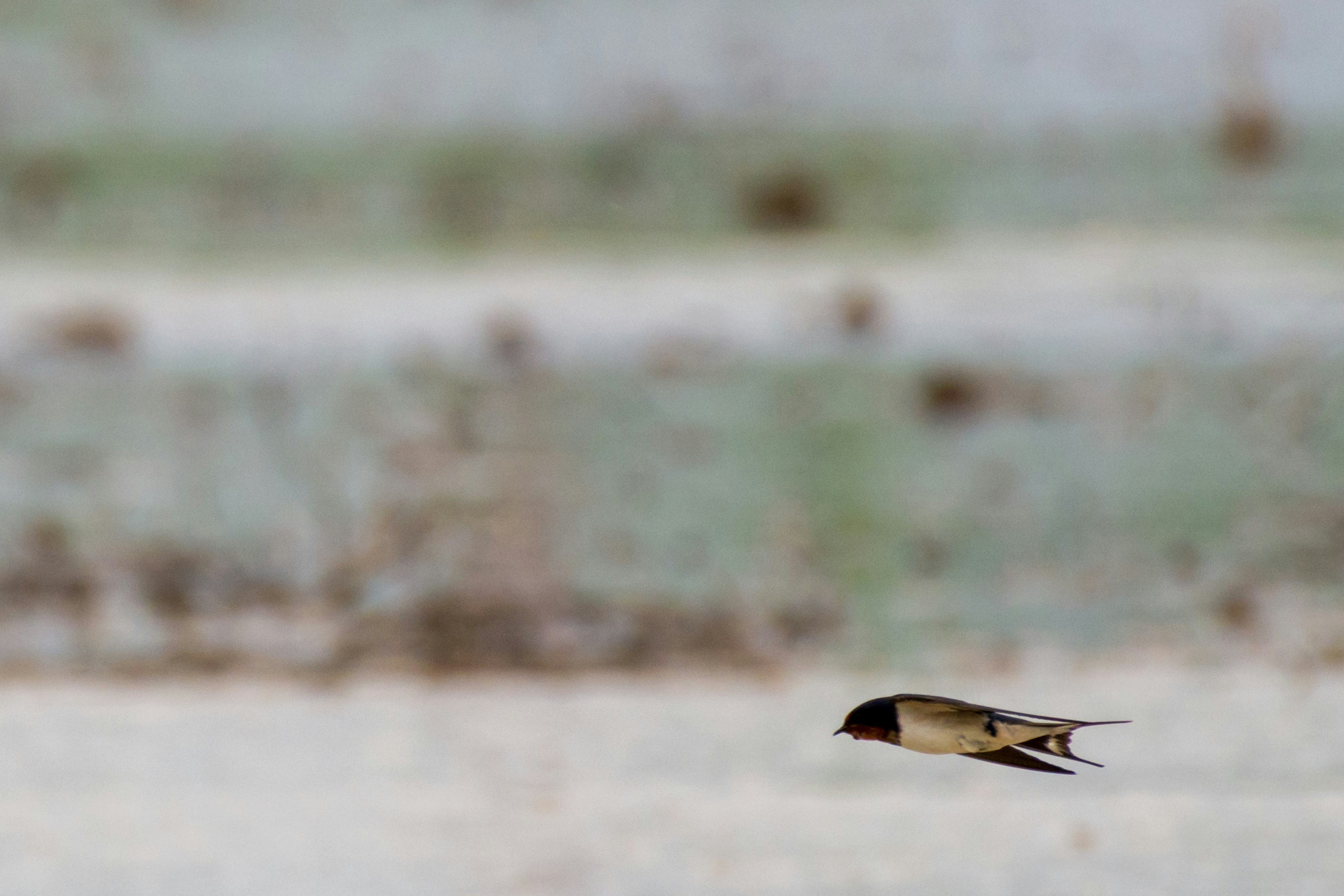 A small bird flying against a blurred background of muted colors