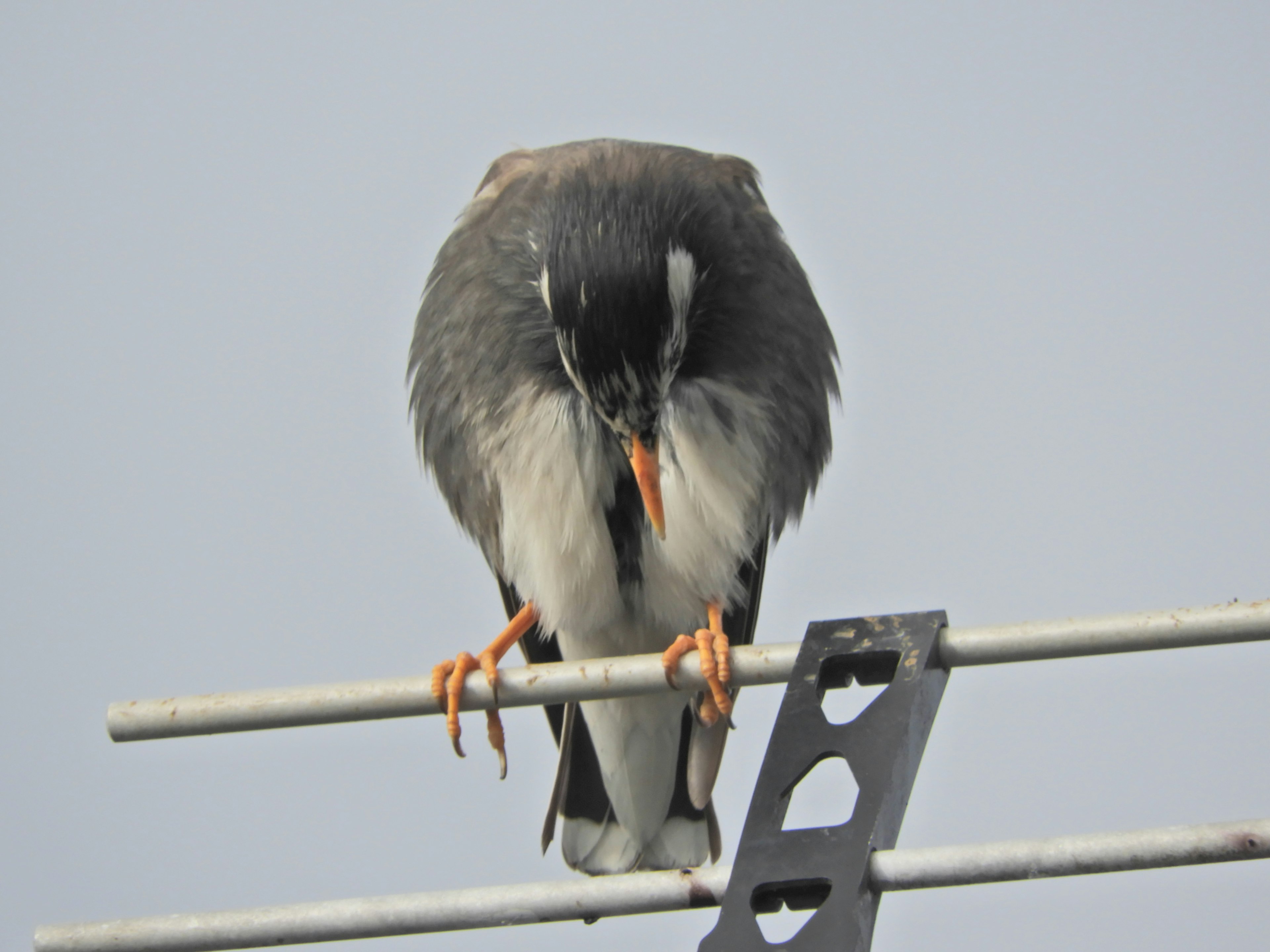 Oiseau gris perché sur un mât d'antenne