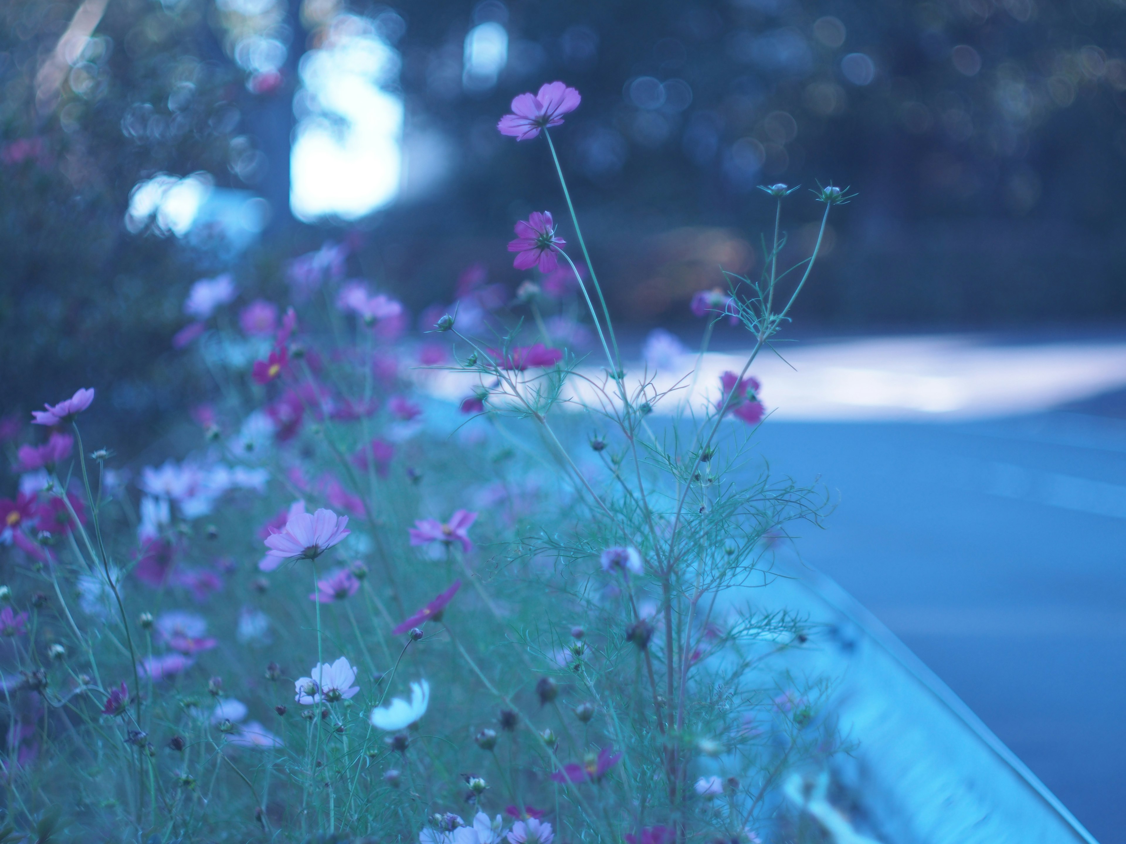 青みがかった背景に咲く色とりどりの花々