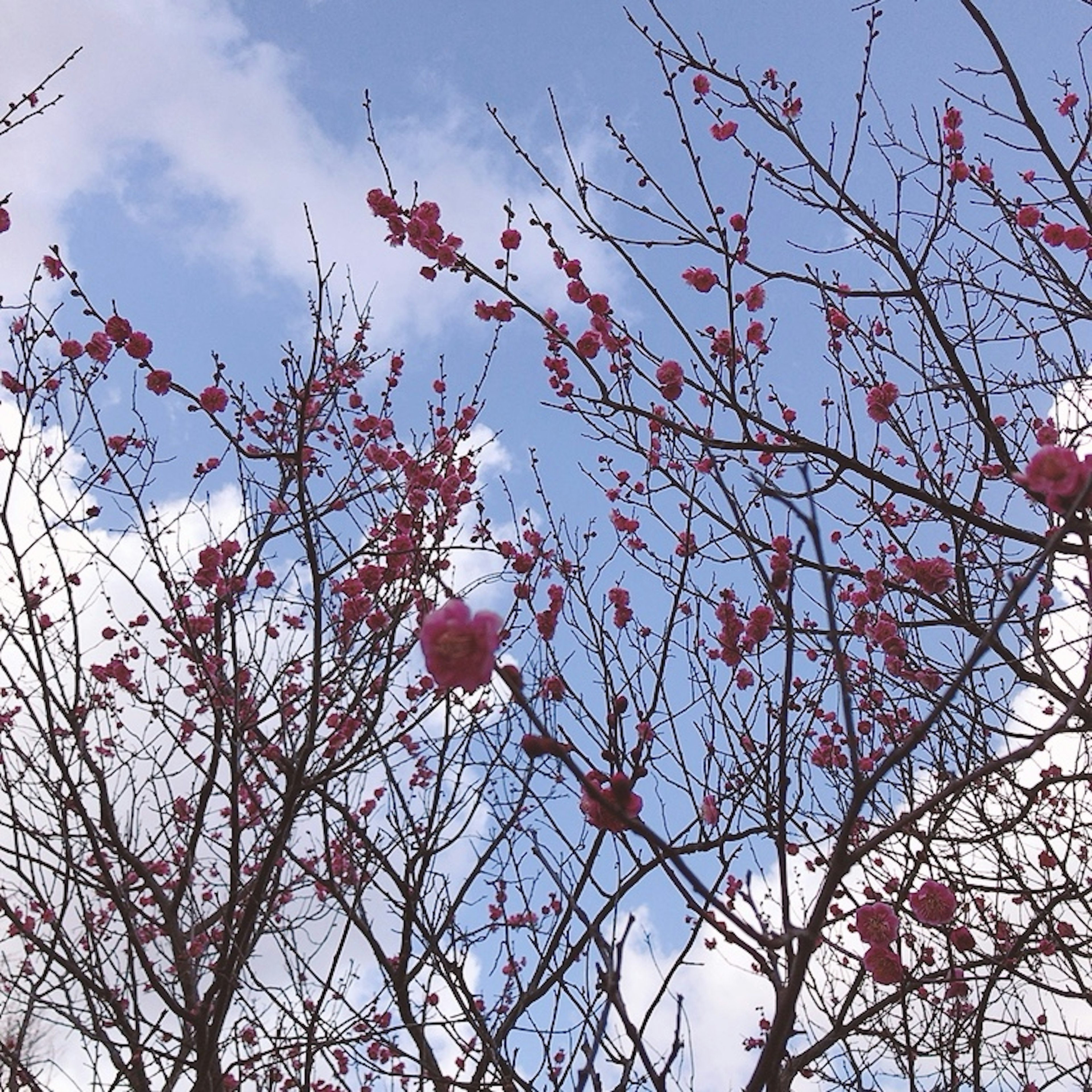 Branches of a tree with pink flowers against a blue sky