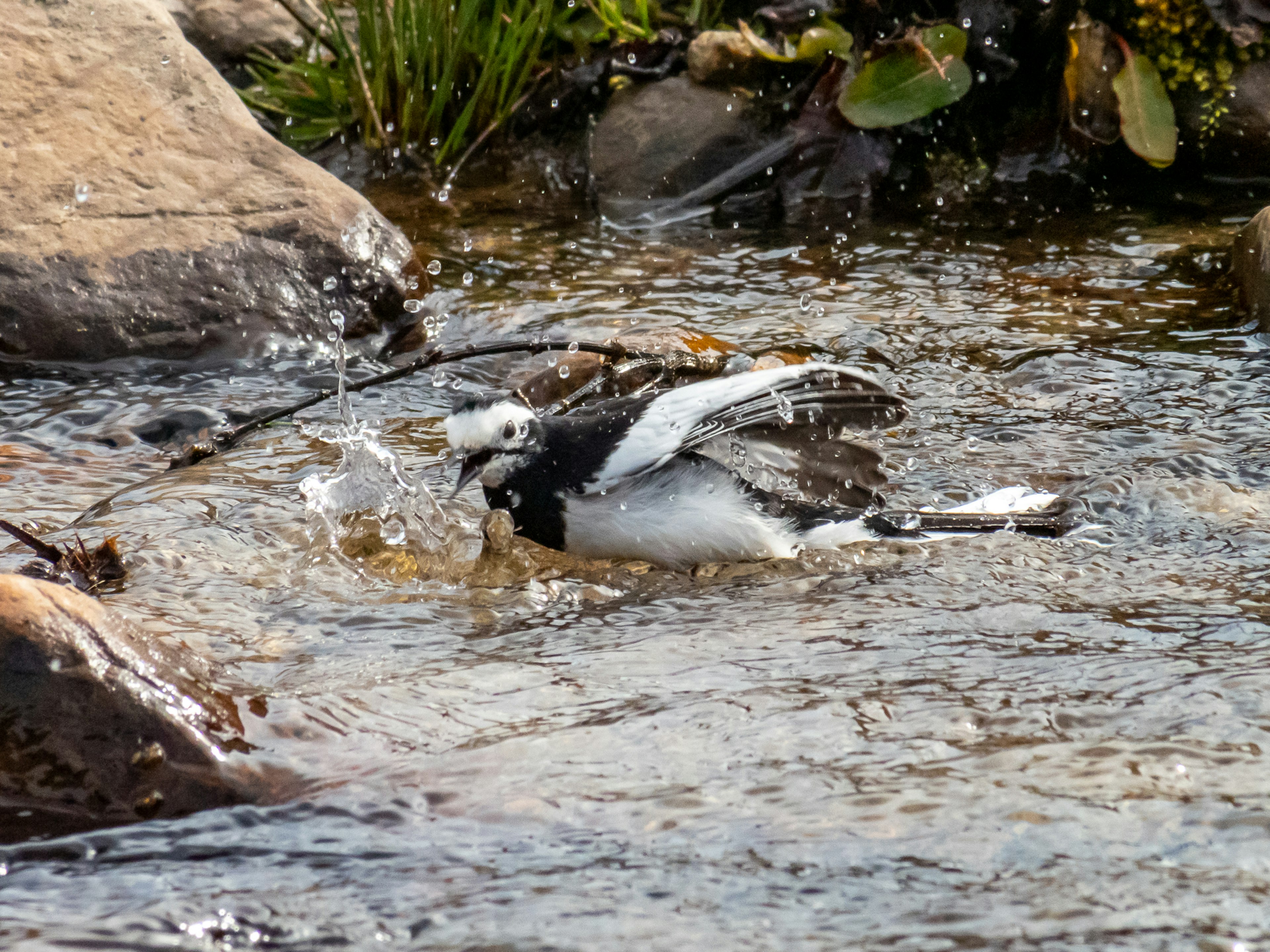 Pájaro blanco y negro salpicando en un arroyo rodeado de piedras y vegetación