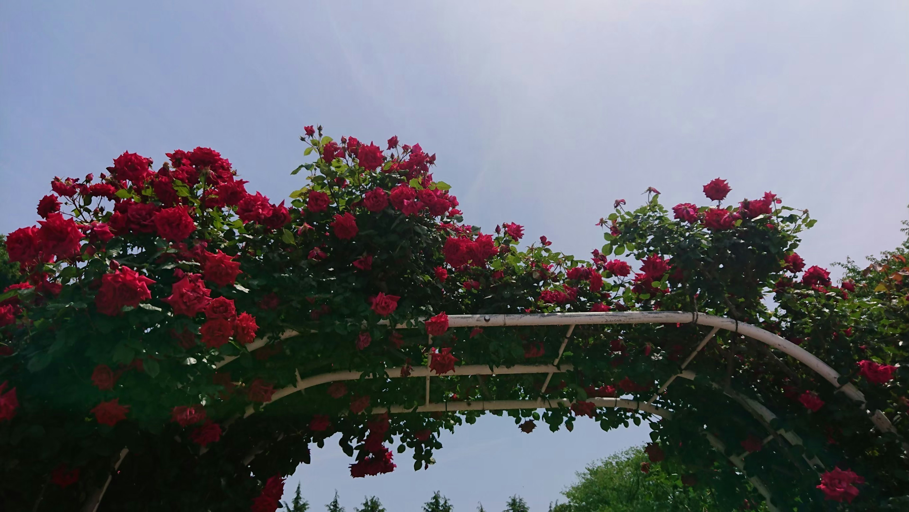 A floral arch of red roses under a blue sky