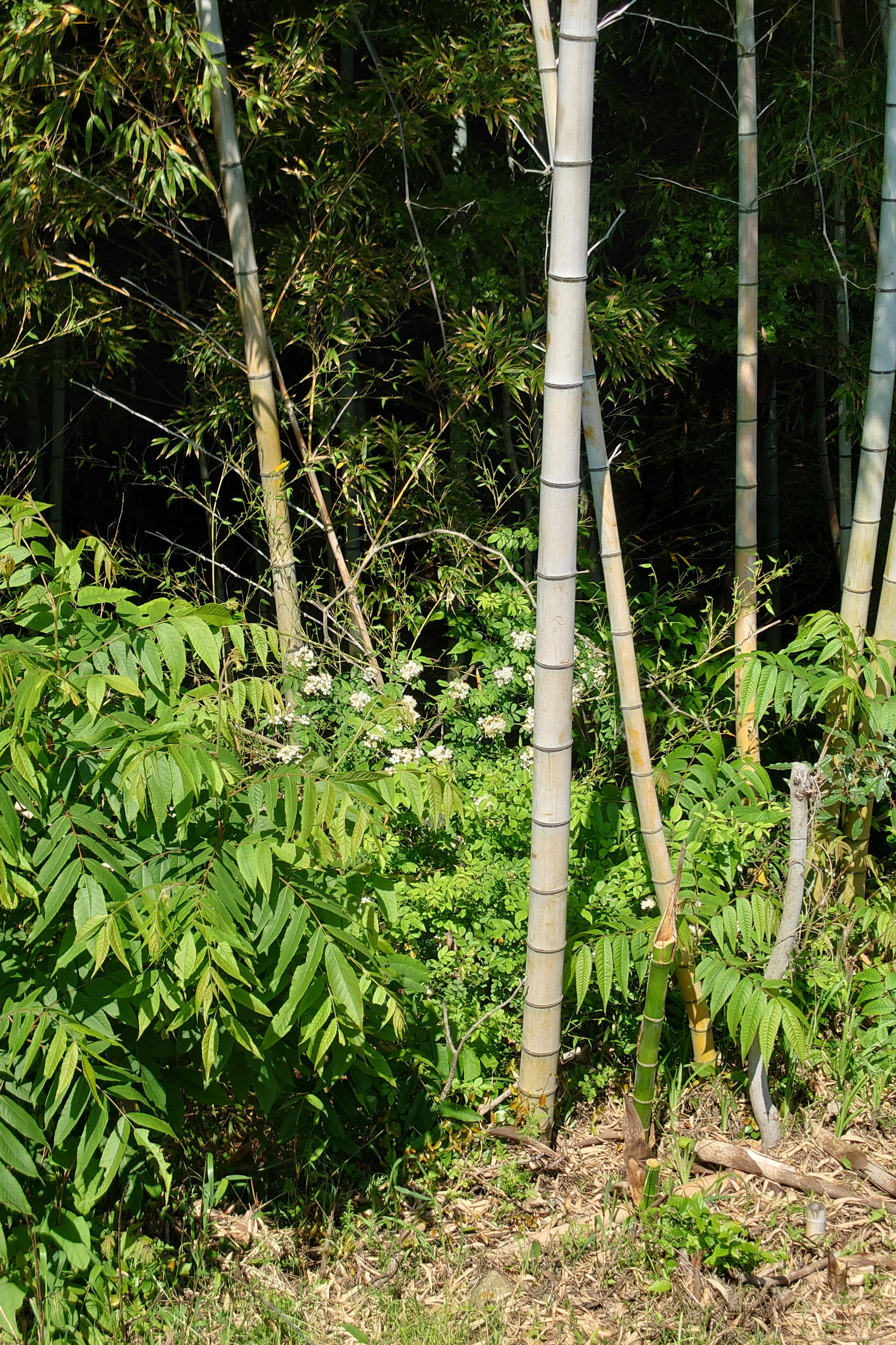 Una escena natural con árboles de bambú y plantas verdes exuberantes