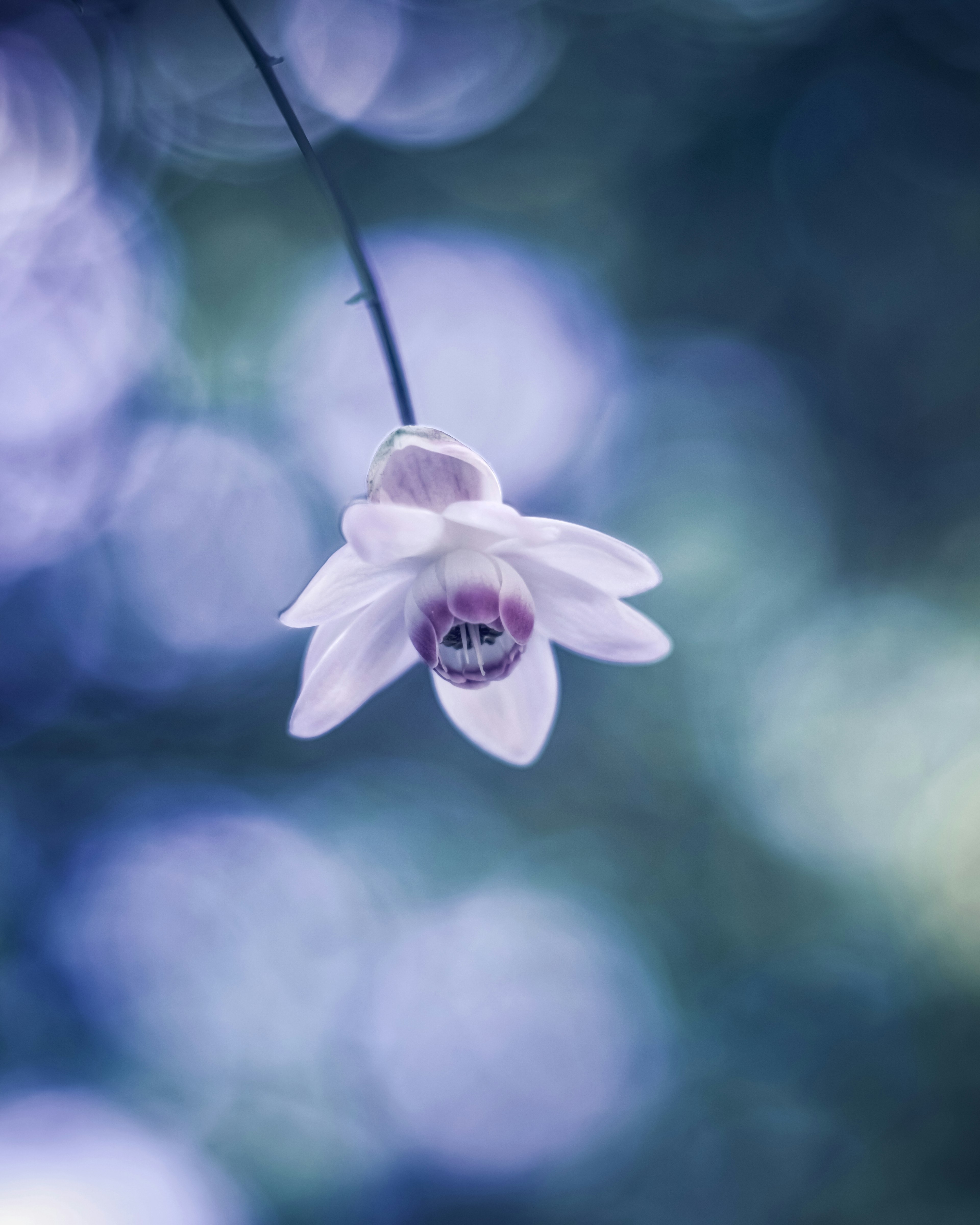 Nahaufnahme einer weißen Blume vor einem sanften lila Hintergrund