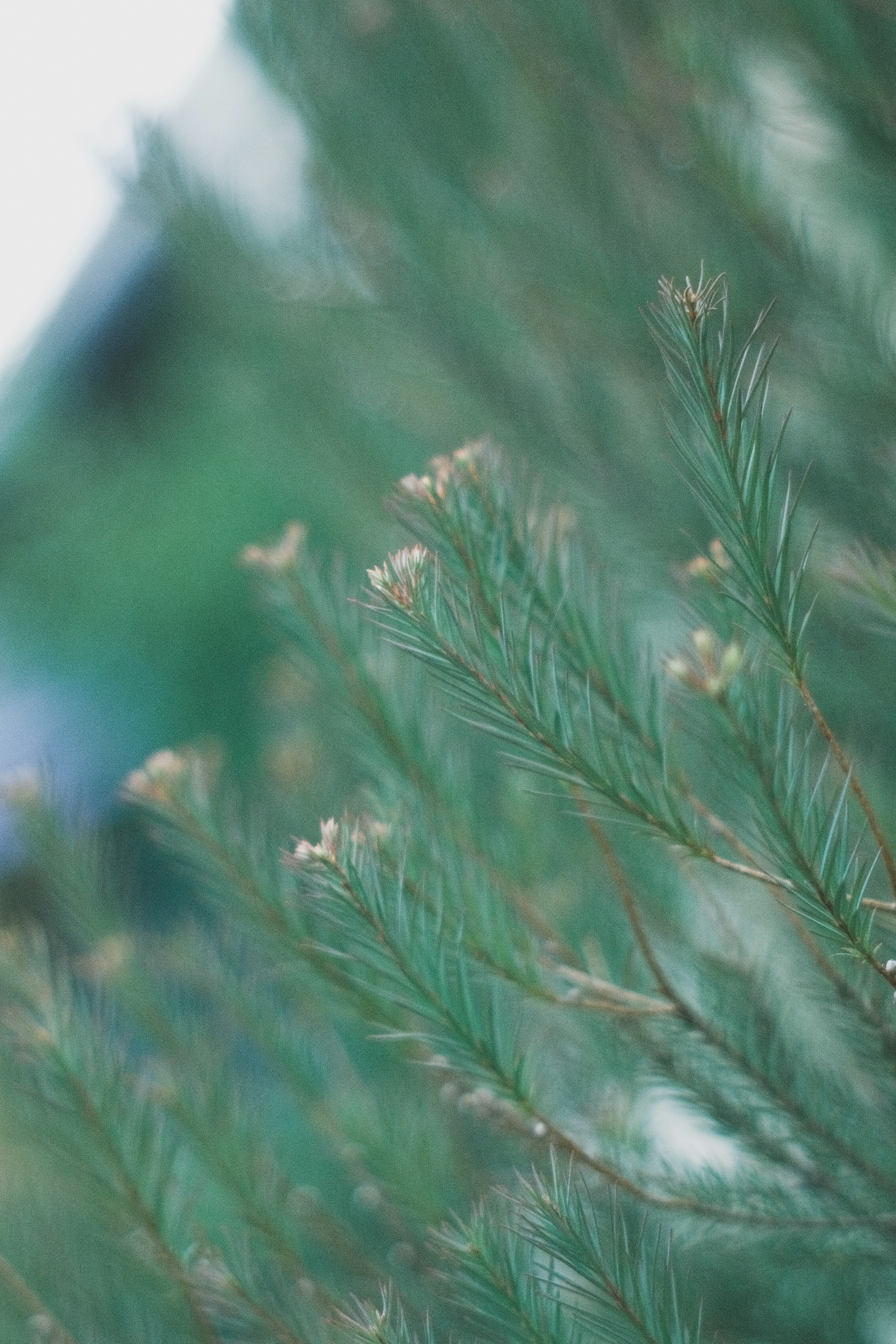 Verschwommene Nahaufnahme von grünen Nadelbaumzweigen mit Knospen