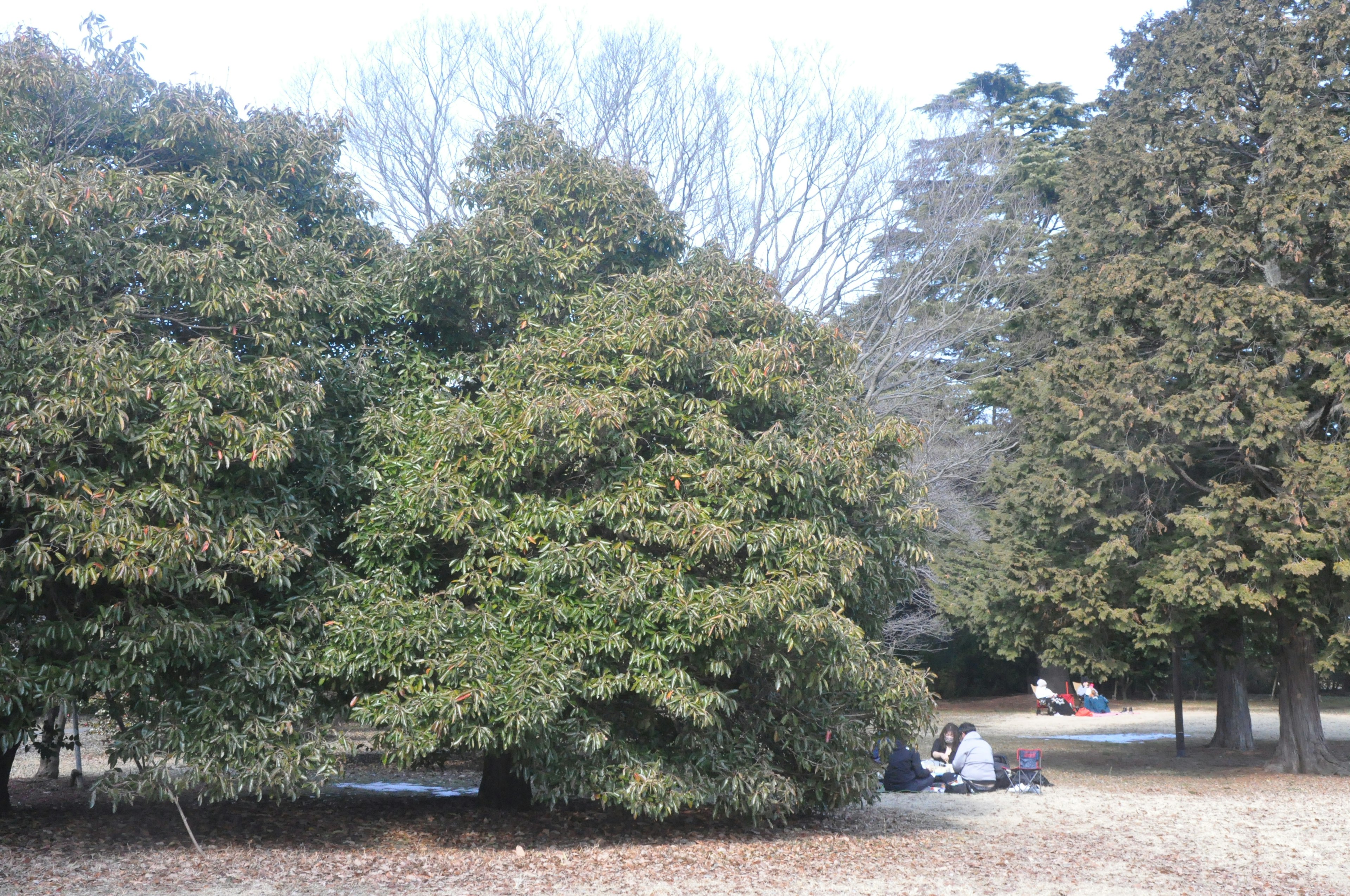 緑豊かな木々が並ぶ公園の風景