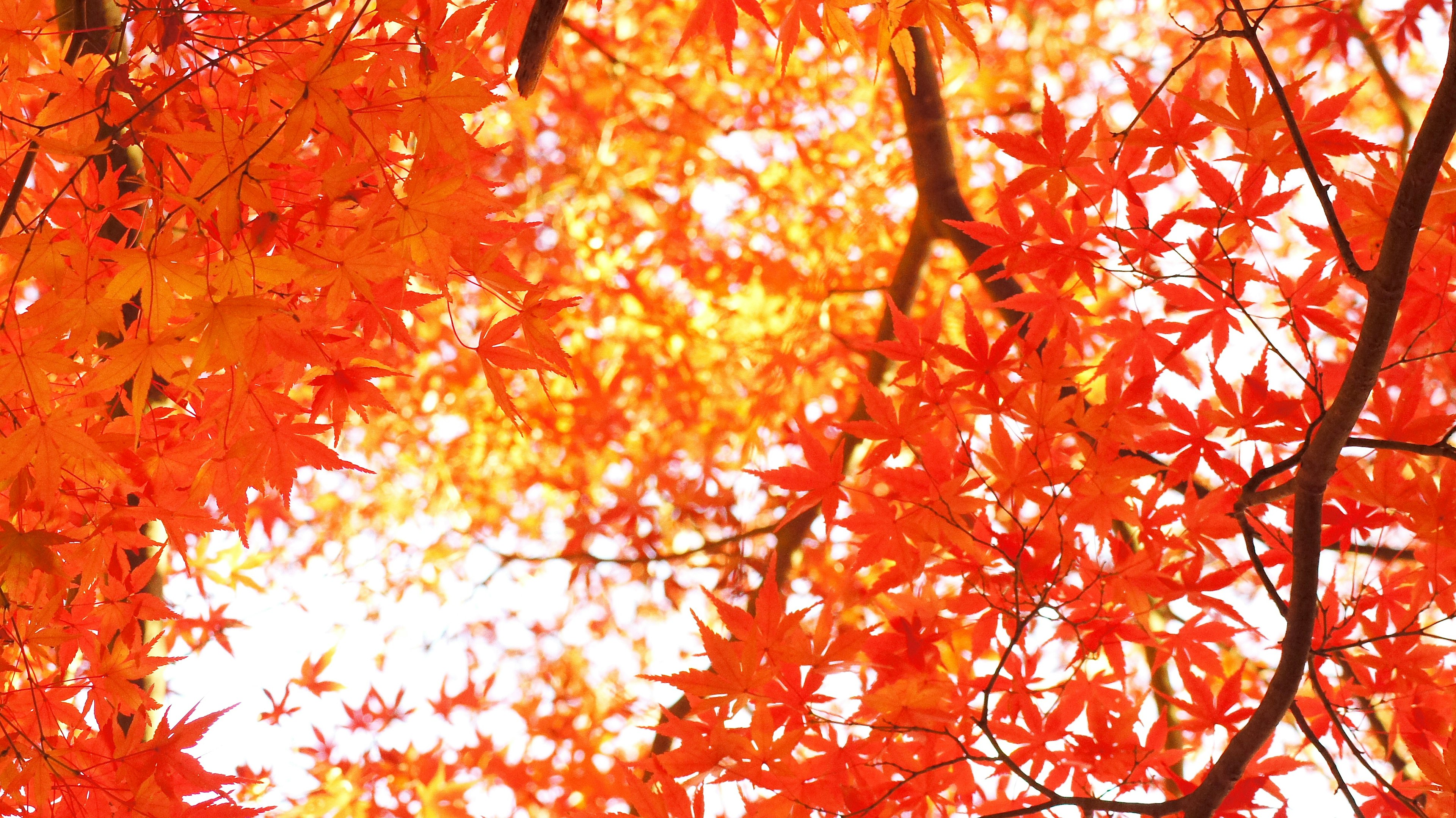 Hojas de otoño vibrantes en tonos rojos sobre un fondo brillante