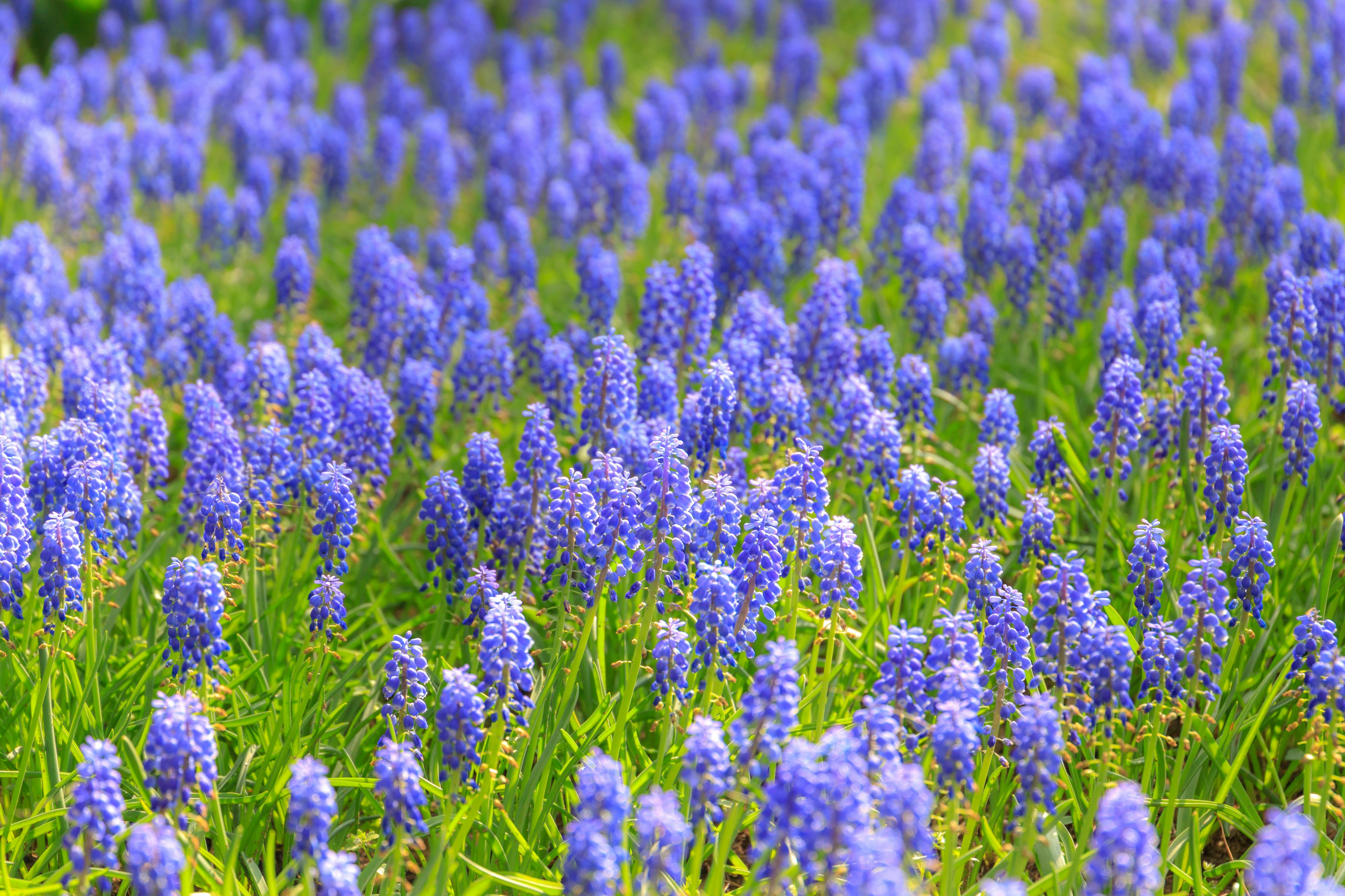 Vibrantes grupos de flores azules en un prado verde