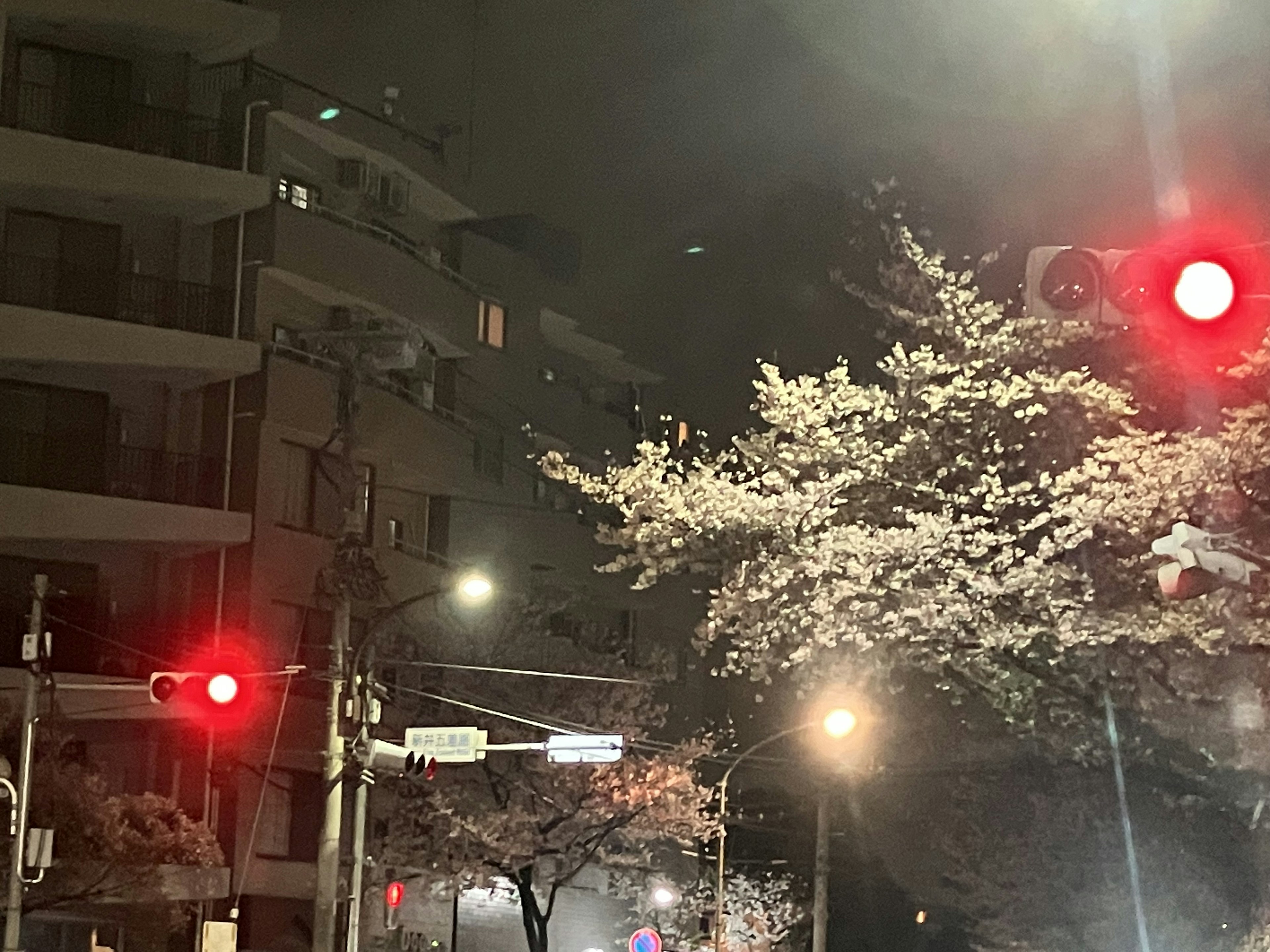 Night street scene featuring cherry blossoms and red traffic light