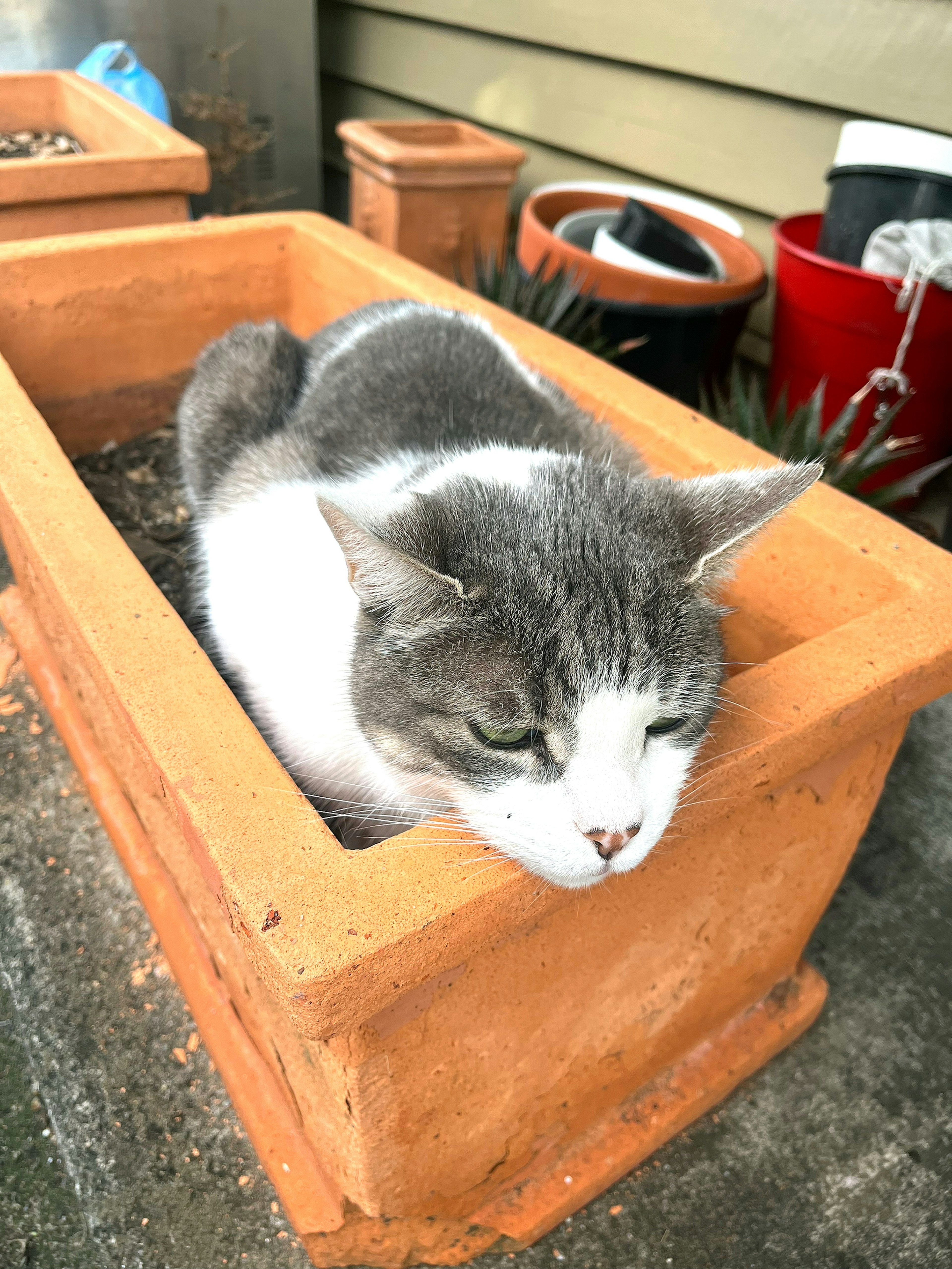 Gato gris y blanco acostado en una maceta de terracota