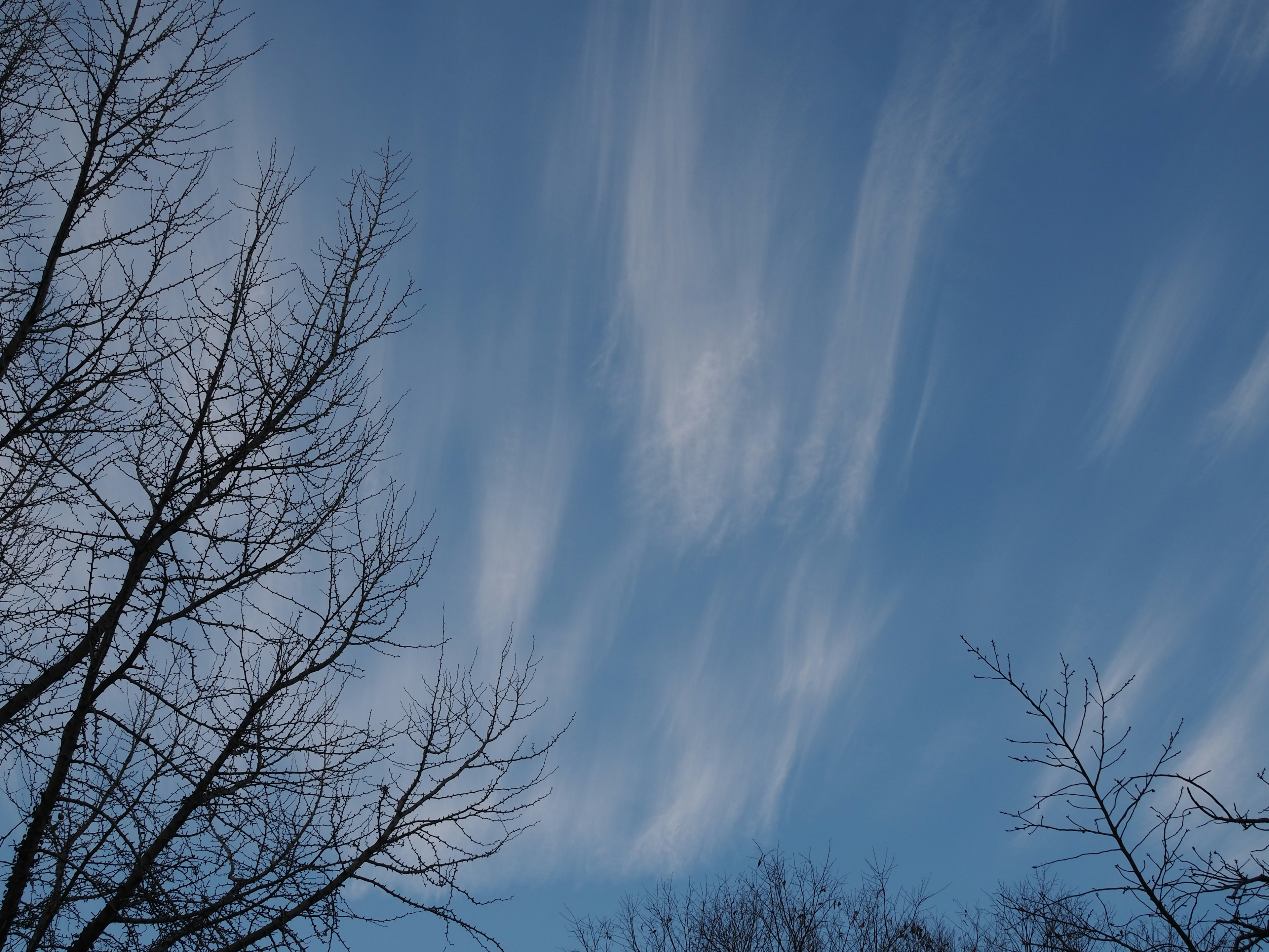 White clouds drifting in a blue sky with silhouettes of winter trees