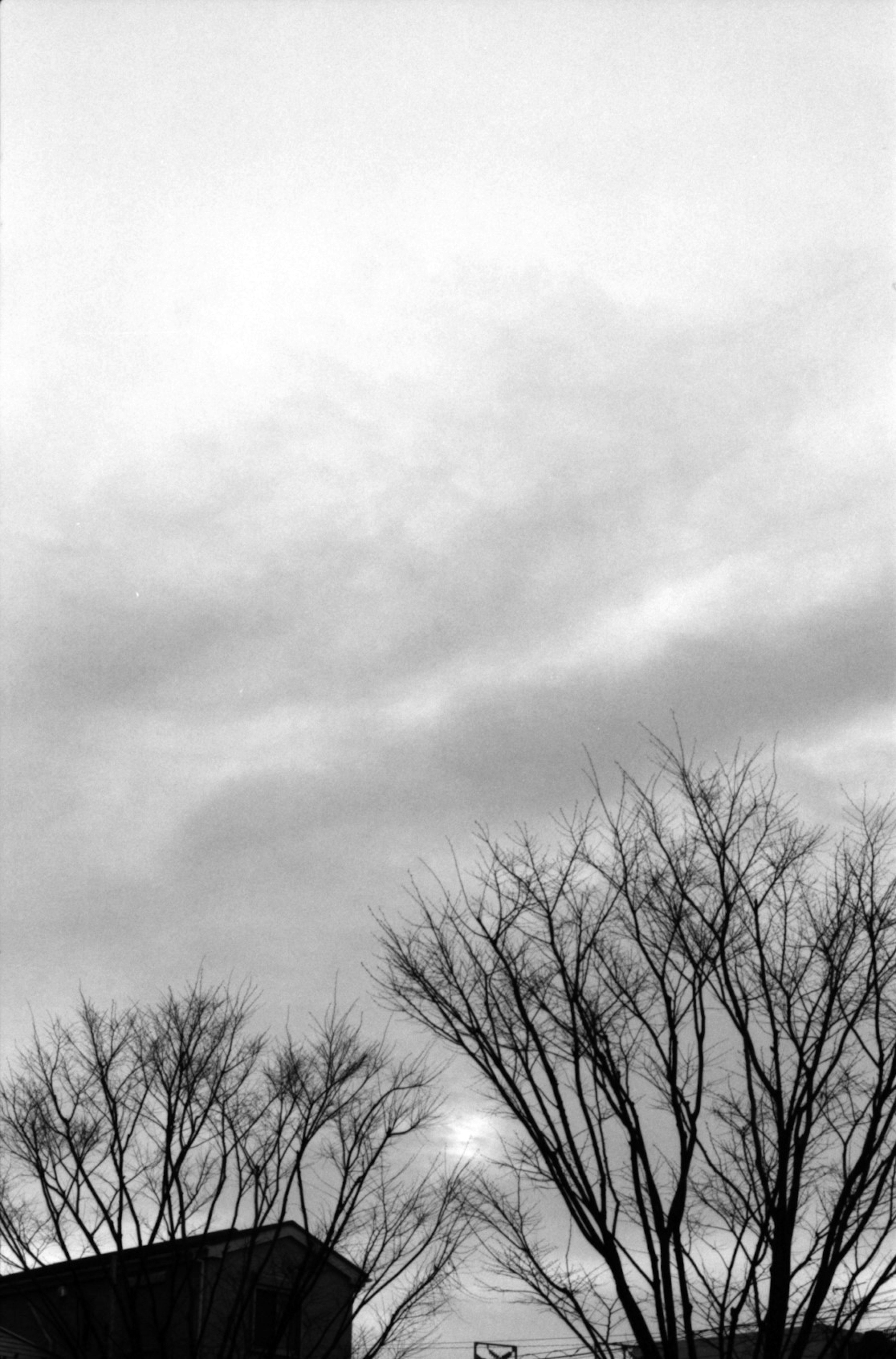 Bare trees silhouetted against a cloudy sky