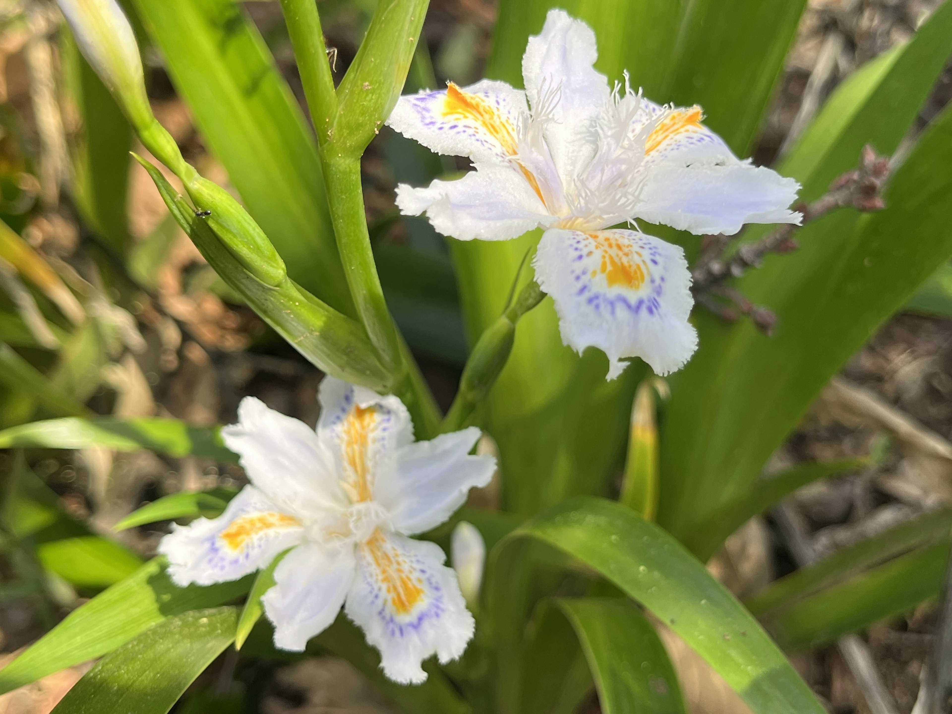 Zwei Blumen mit weißen Blütenblättern und gelben sowie lila Mustern