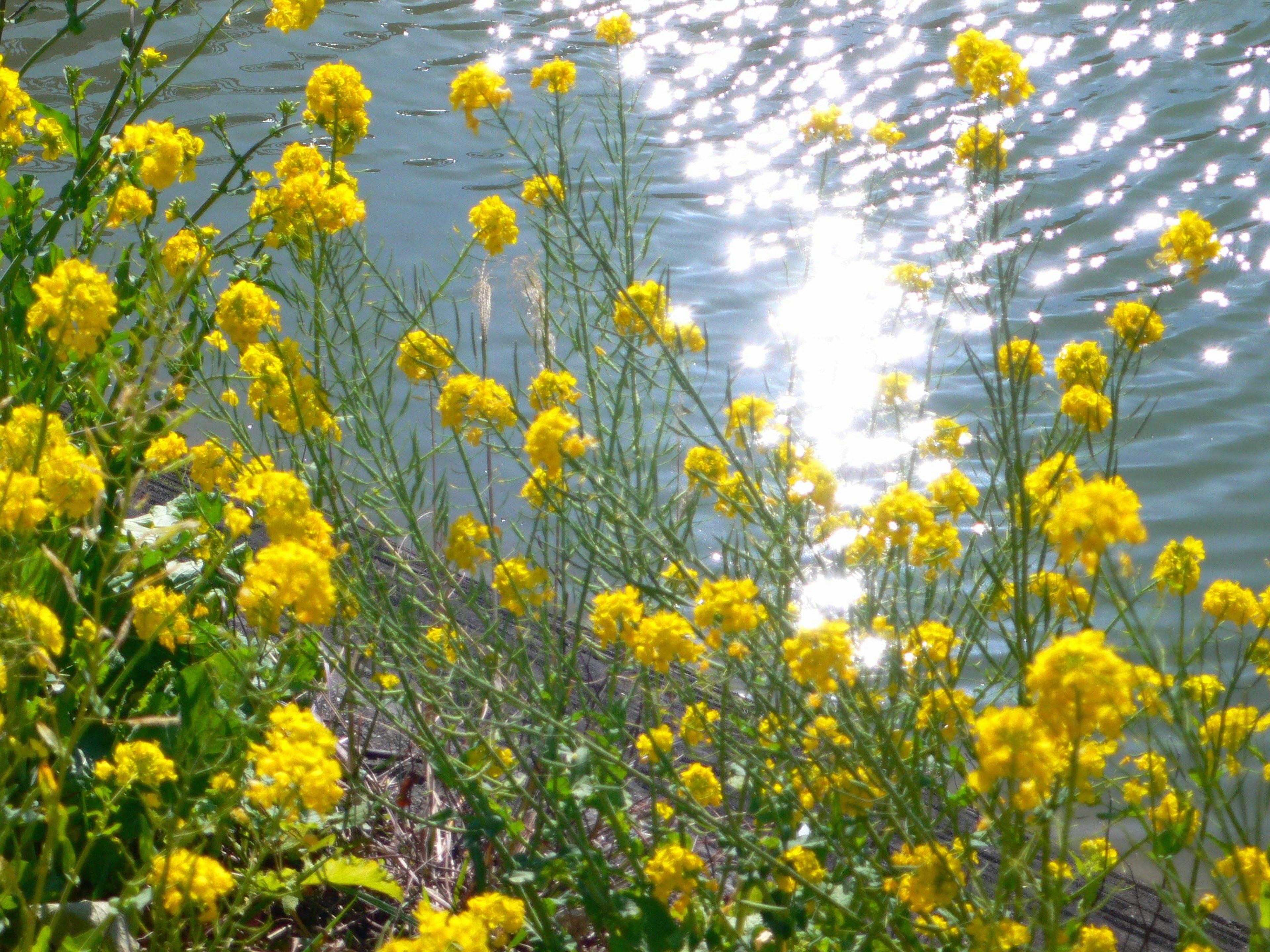 Escena de flores amarillas floreciendo junto al agua brillante