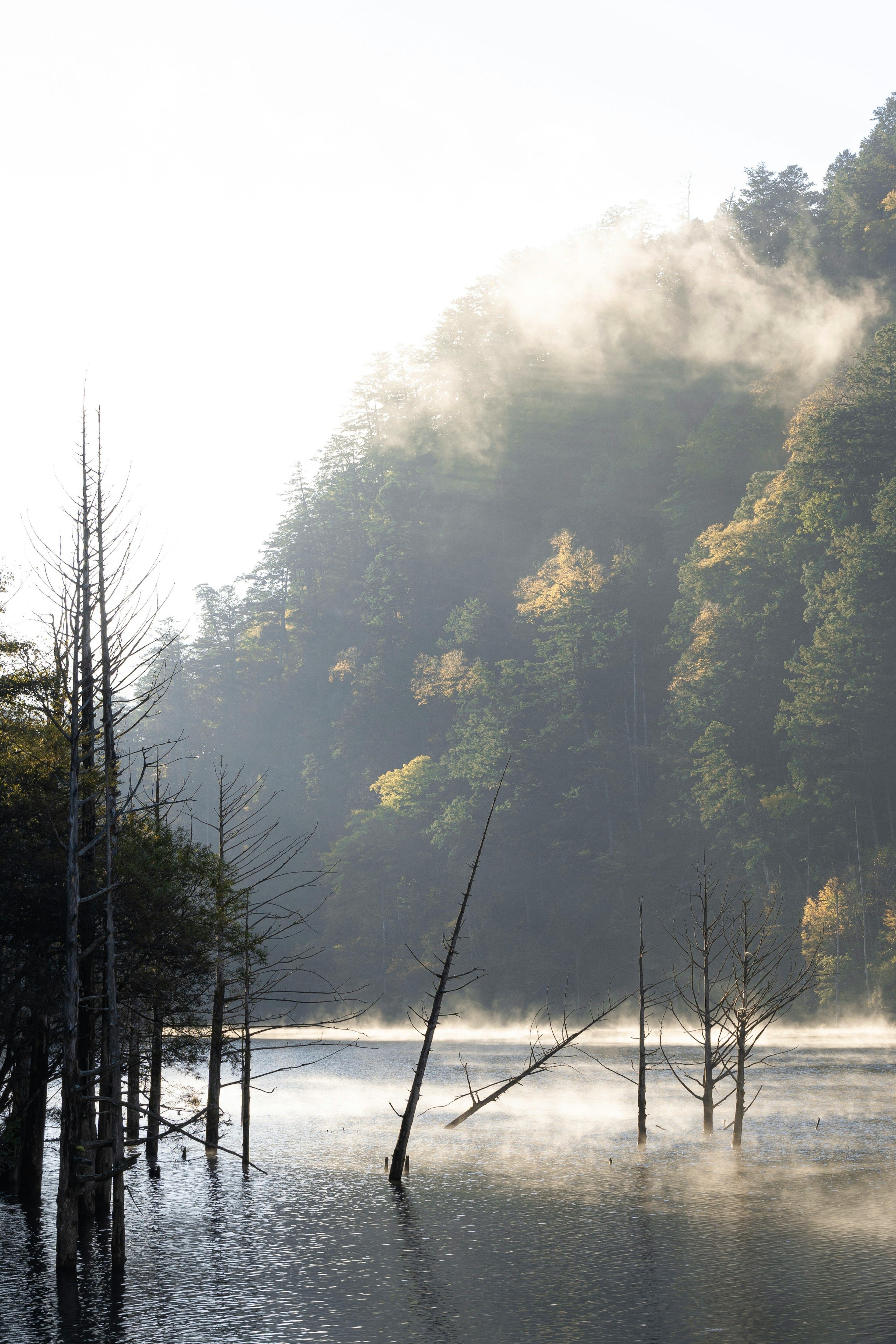 霧氣瀰漫的湖泊景觀，枯樹和郁郁蔥蔥的山丘