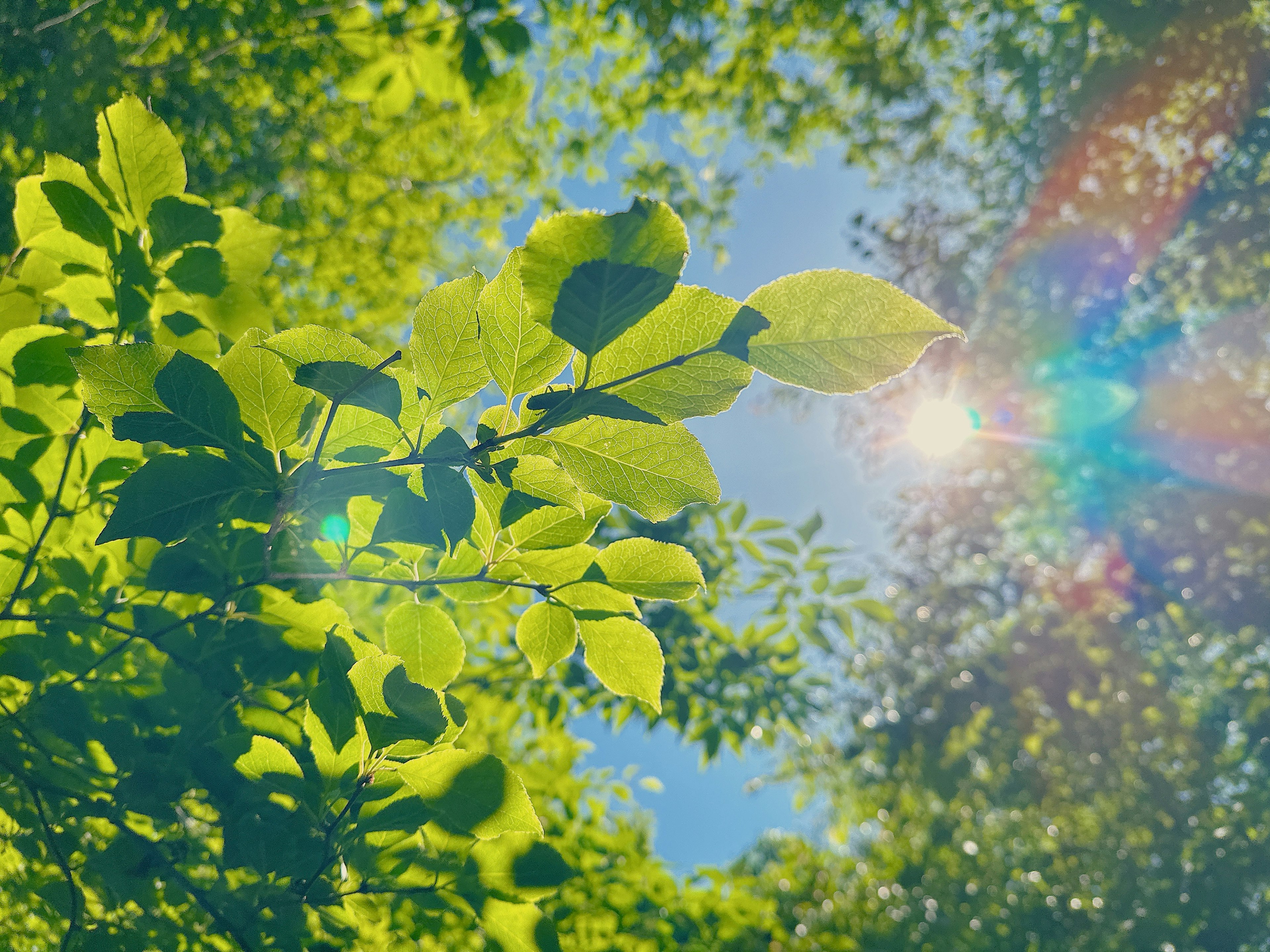 Hojas verdes bajo un cielo azul con luz solar