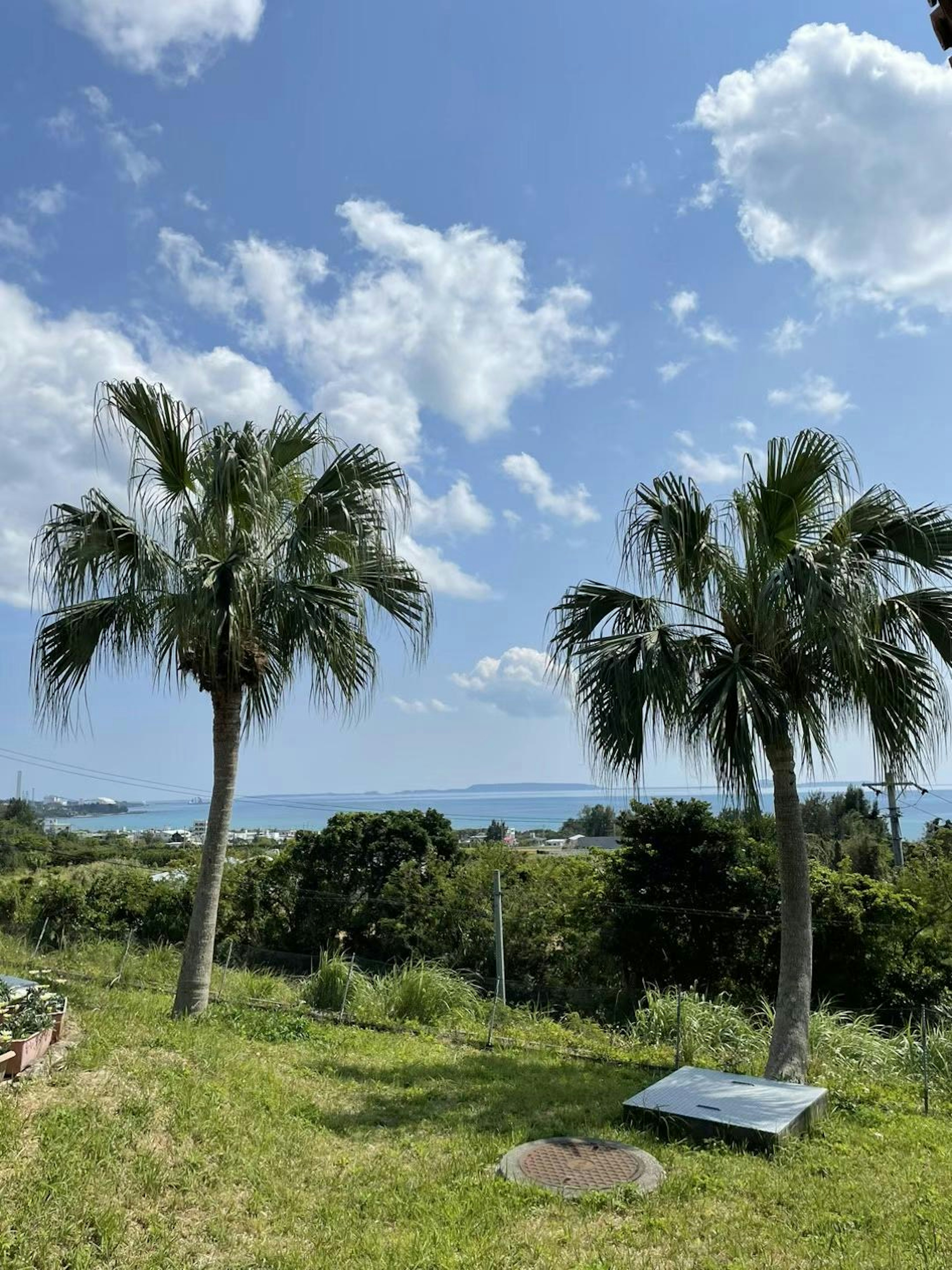 Palmiers sous un ciel bleu lumineux avec des nuages et une vue sur la mer